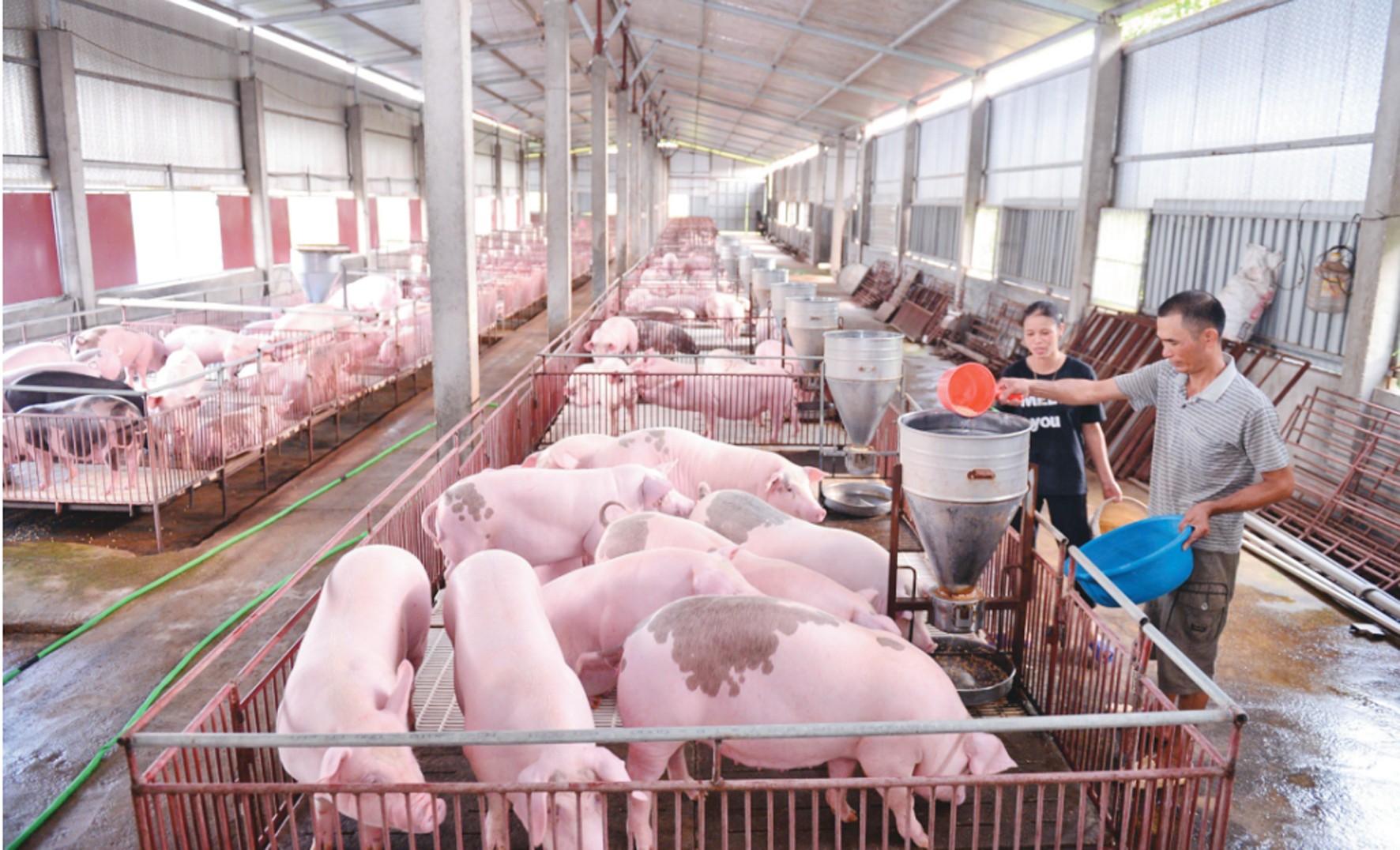 শুয়োরের মাংসের দাম বাড়ছে।