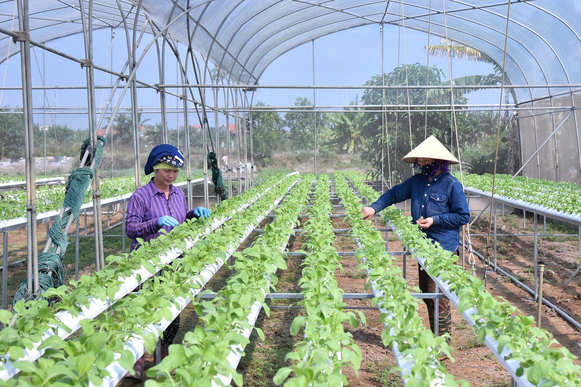 Ảnh trang 3: Nông dân Hải Phòng tích cực phát triển nông nghiệp sinh thái, nông thôn hiện đại. Ảnh: TRUNG KIÊN