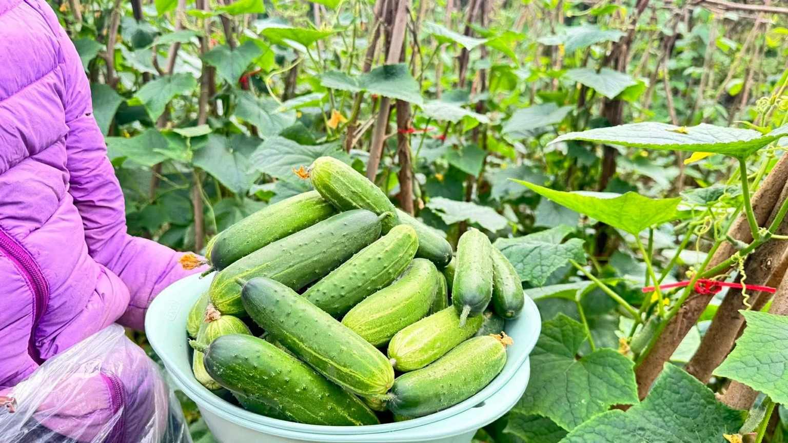 o nha
