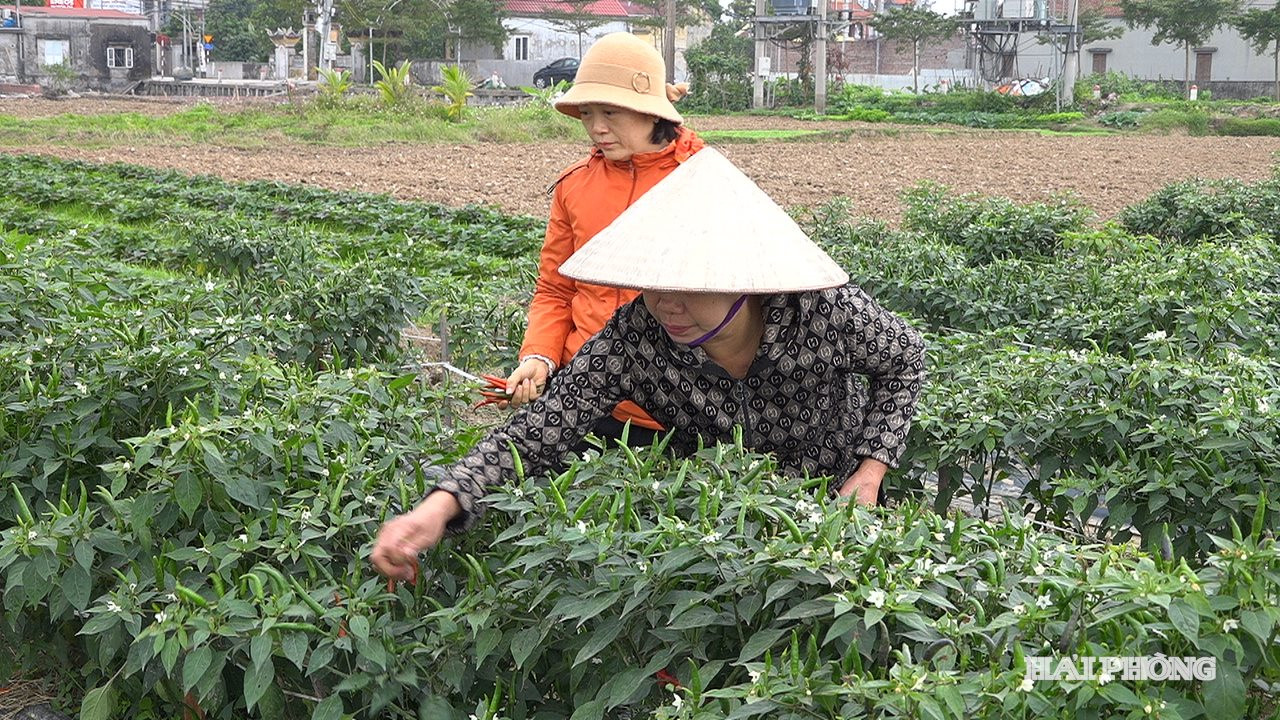 cay vu dong 3