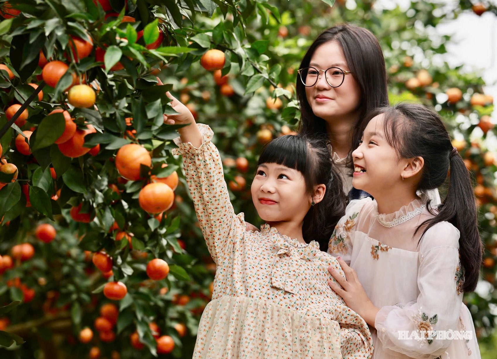 Vườn cam ở thôn Đồng Hội, xã Khúc Thừa Dụ