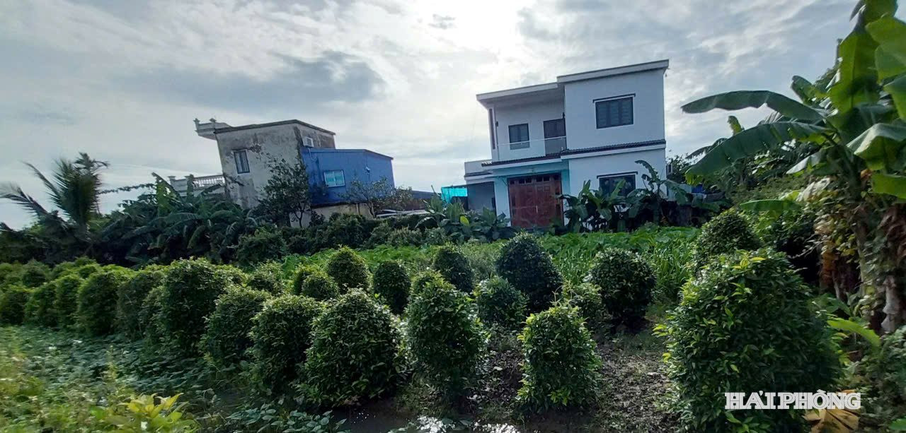 Một vườn trồng rau sắn của hộ dân TDP Đoài nằm trong diện di dời, thực hiện Dự án đầu tư xây dựng Khu công nghiệp Nomura giai đoạn 2