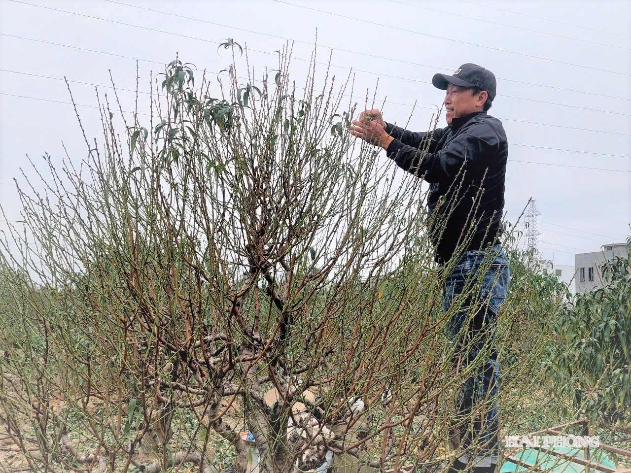 กำลังออกดอก 1