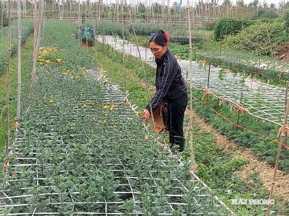 กำลังออกดอก 2