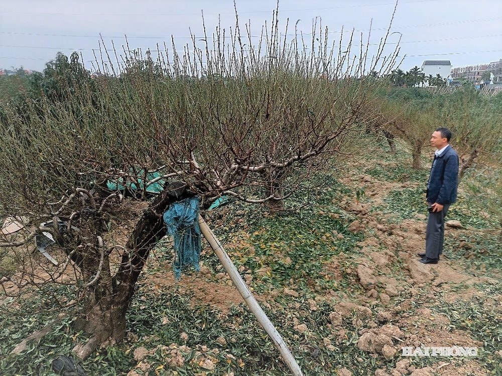 กำลังออกดอก 3