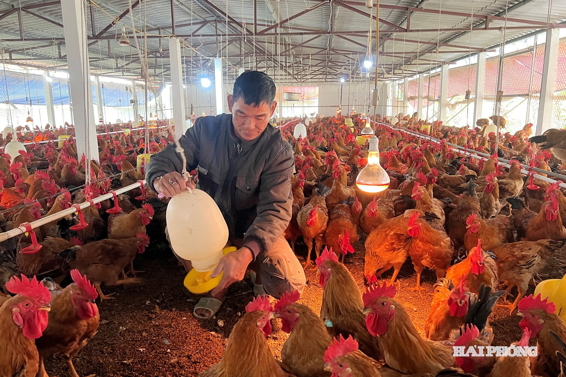 Thời tiết giá lạnh, hộ chăn nuôi gà ở xã An Lão sử dụng đèn sưởi trong trang trại.