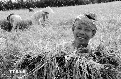 Niềm vui được mùa của người nông dân Việt Nam sau khi đất nước bước vào thời kỳ Đổi mới. (Ảnh: TTXVN) ttxvn-dai-hoi-lan-thu-vi-cua-dang-6.jpg