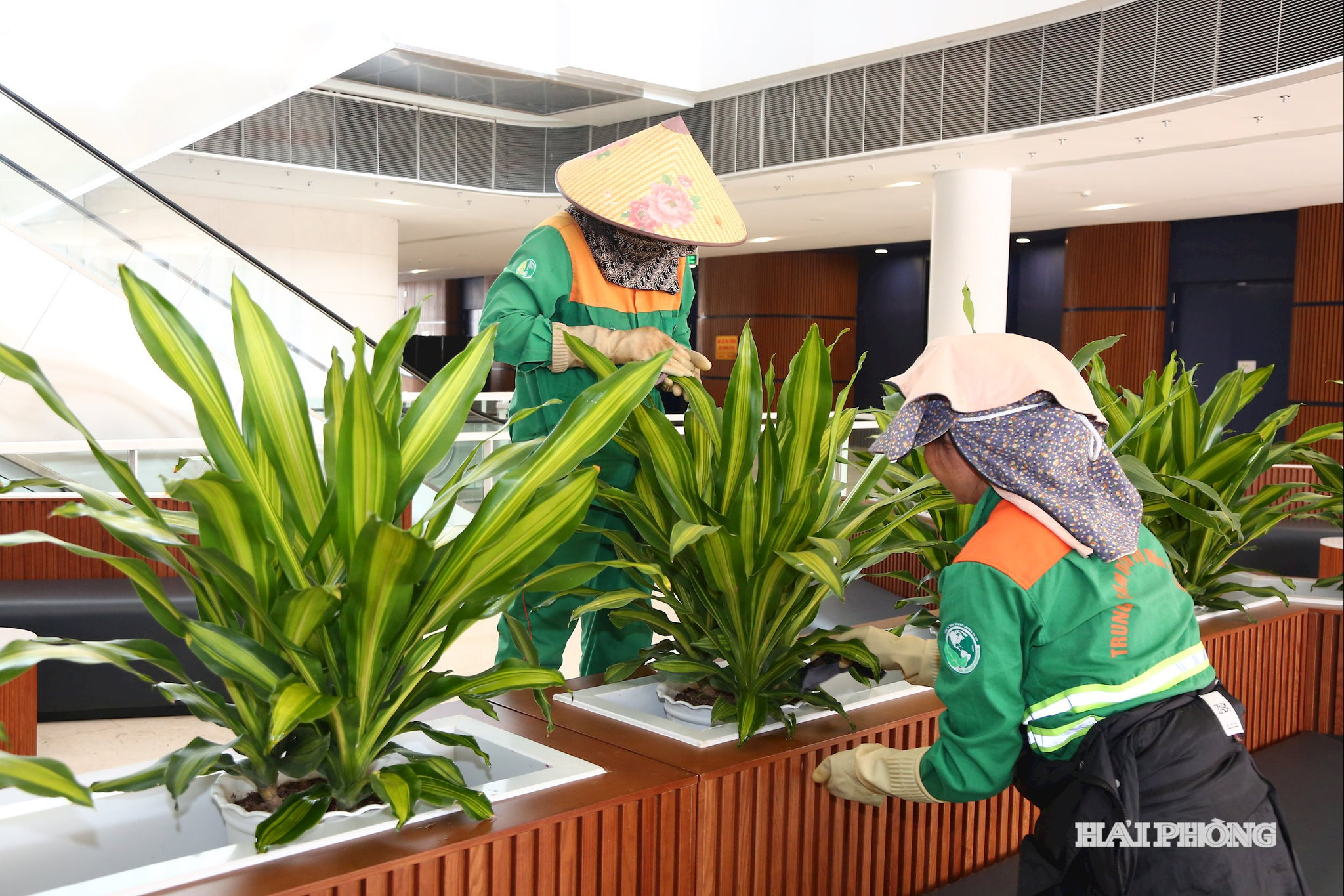 Chuẩn bị cây cảnh trang trí