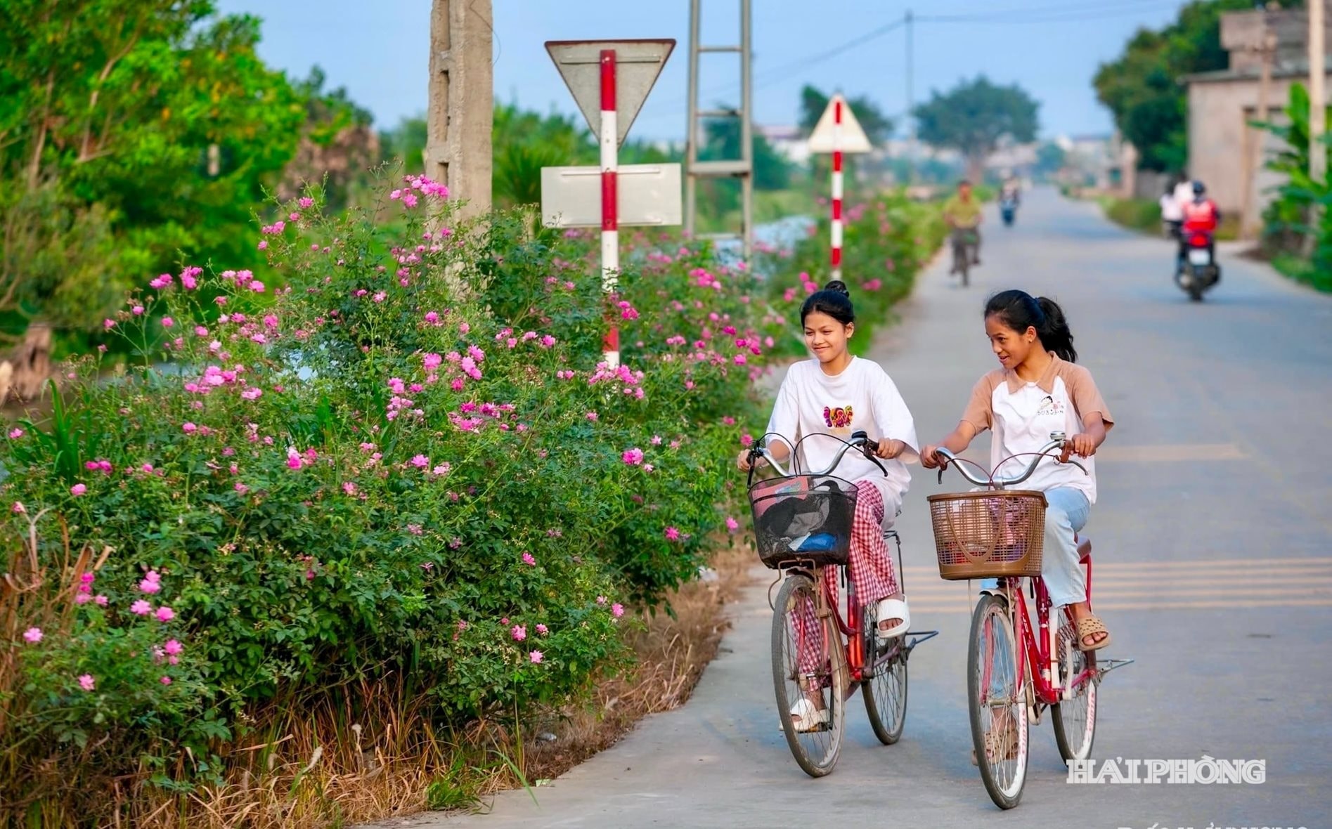 hoa-ven-duong.jpg