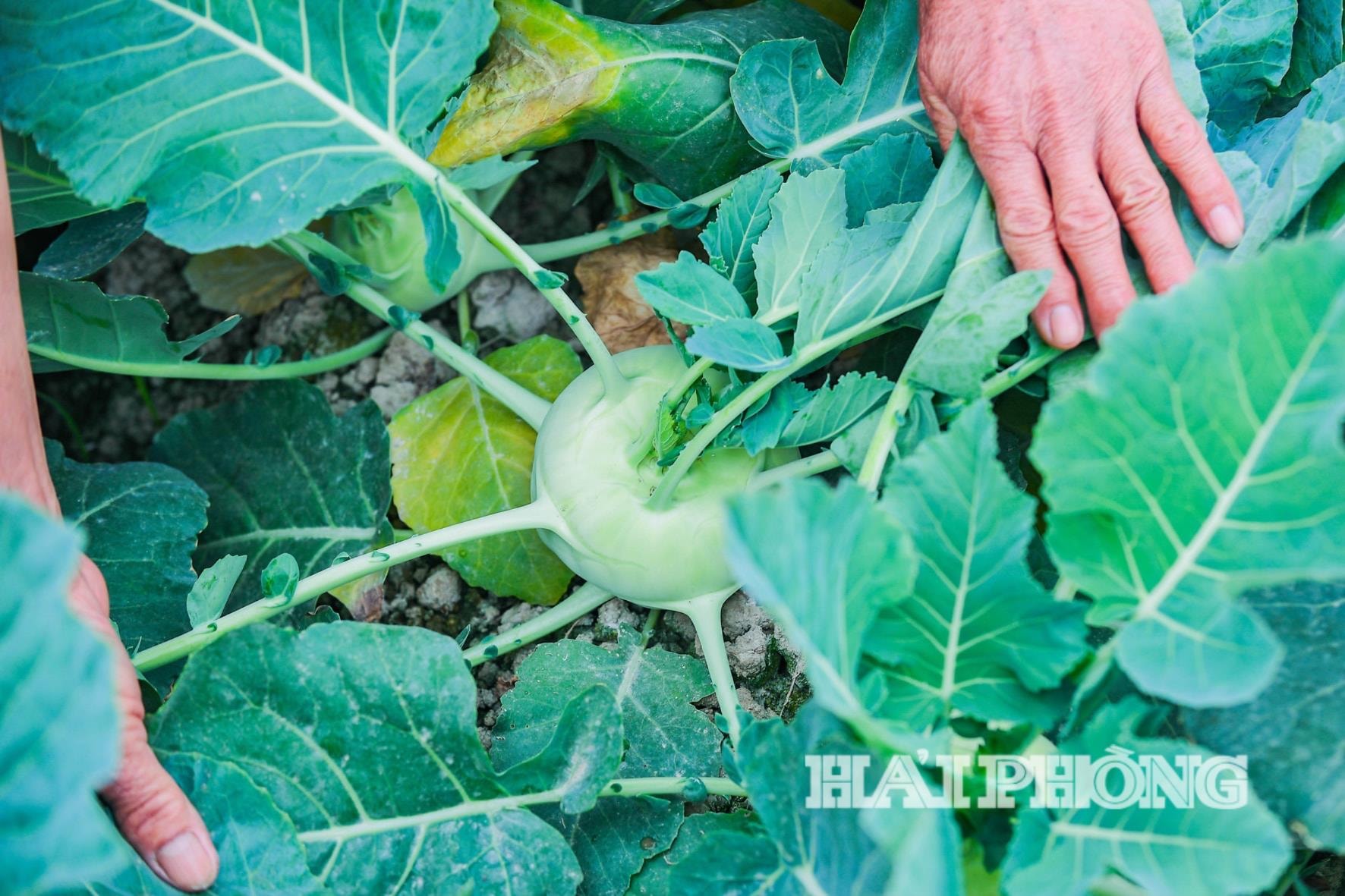 productos agrícolas de calidad(1).jpg