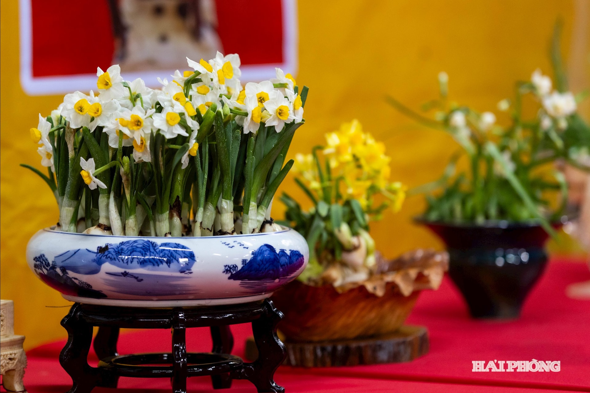 hoa-thuy-tien-5.jpg