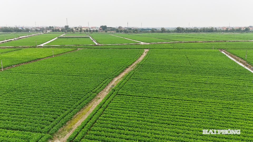 ca-rot-tue-tinh.jpg