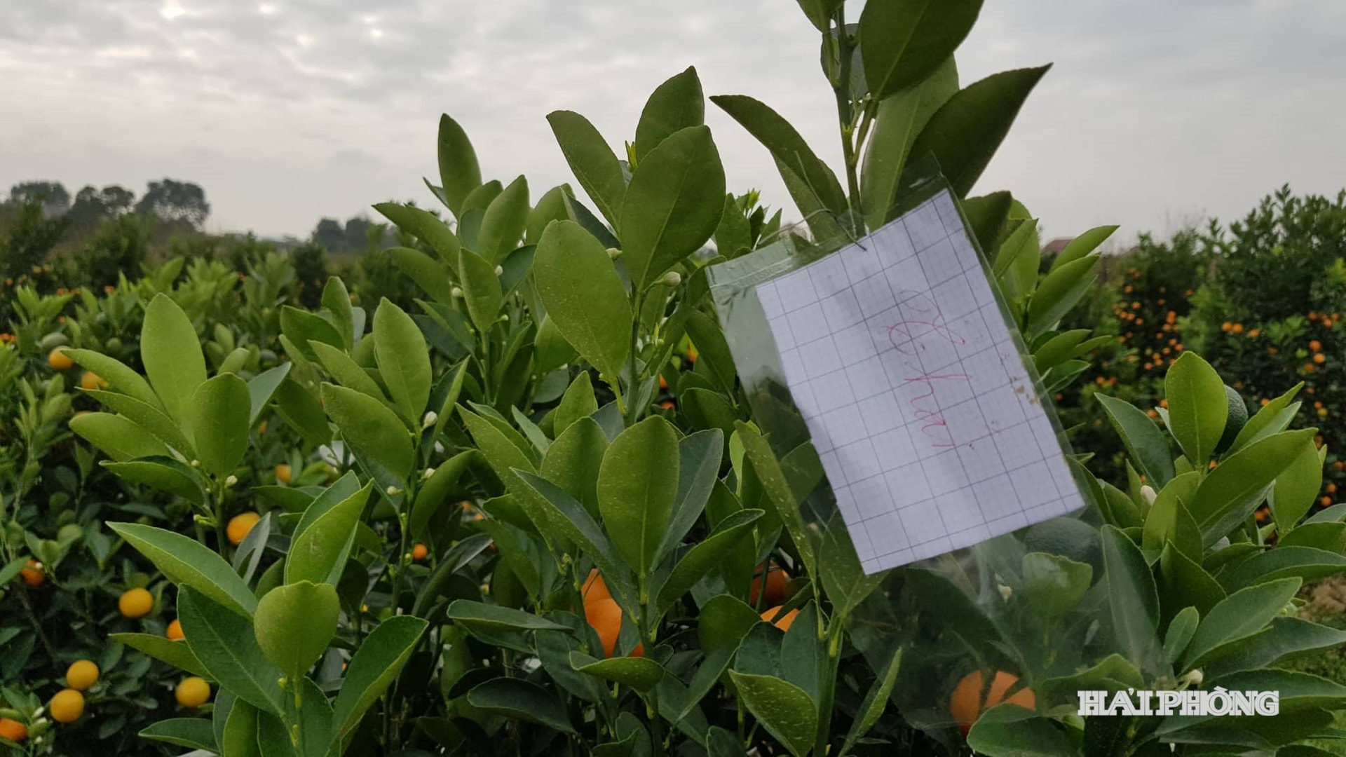 بسیاری از گیاهان زیبایی که خریداران از قبل سفارش داده بودند، با نام، آدرس و شماره تلفن آنها «علامت‌گذاری» شده بودند.