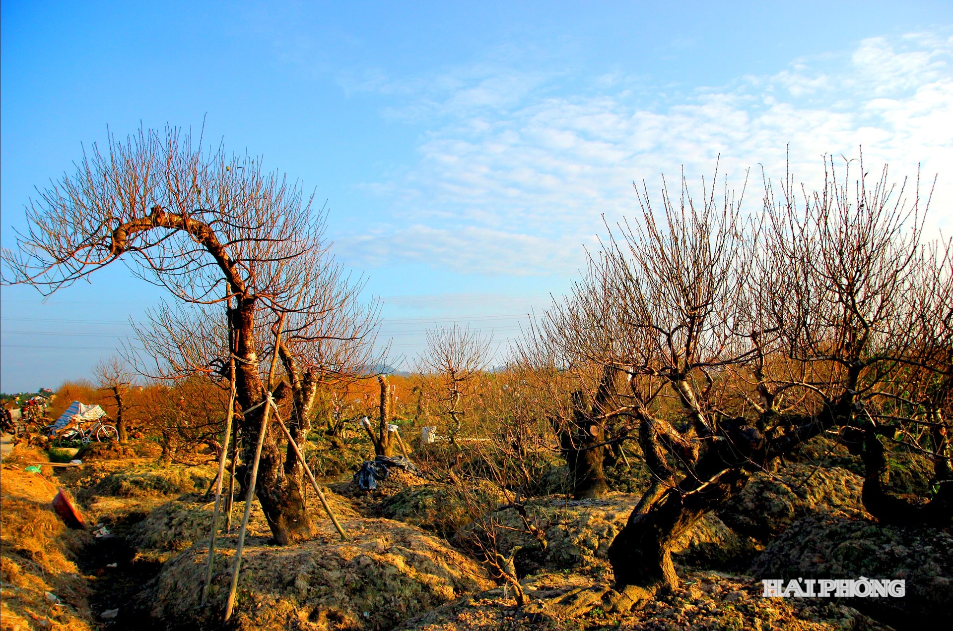 درختان هلوی باستانی با اشکال منحصر به فرد و غیرمعمول، به یک نشان تجاری دیرینه برای باغداران بخش آن های، منطقه آن دونگ تبدیل شده‌اند و ارزش اقتصادی بالایی را به همراه دارند.