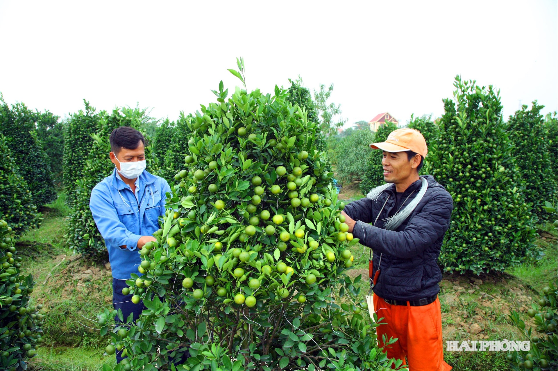 آقای دو دین تانگ از روستای تری یئو، بخش دانگ کونگ (منطقه آن دونگ): «خانواده من حدود ۶ سائو (تقریباً ۰.۶ هکتار) زمین کاشته شده با گیاهان زینتی برای فروش تت (سال نو قمری)، با حدود ۲۰۰ درخت هلو و ۱۵۰ درخت کامکوات دارند. ما تمام وقت و تلاش خود را در تمام طول سال صرف مراقبت از آنها کرده‌ایم، به امید آب و هوای مساعد و قیمت مناسب برای کامکوات‌ها.»