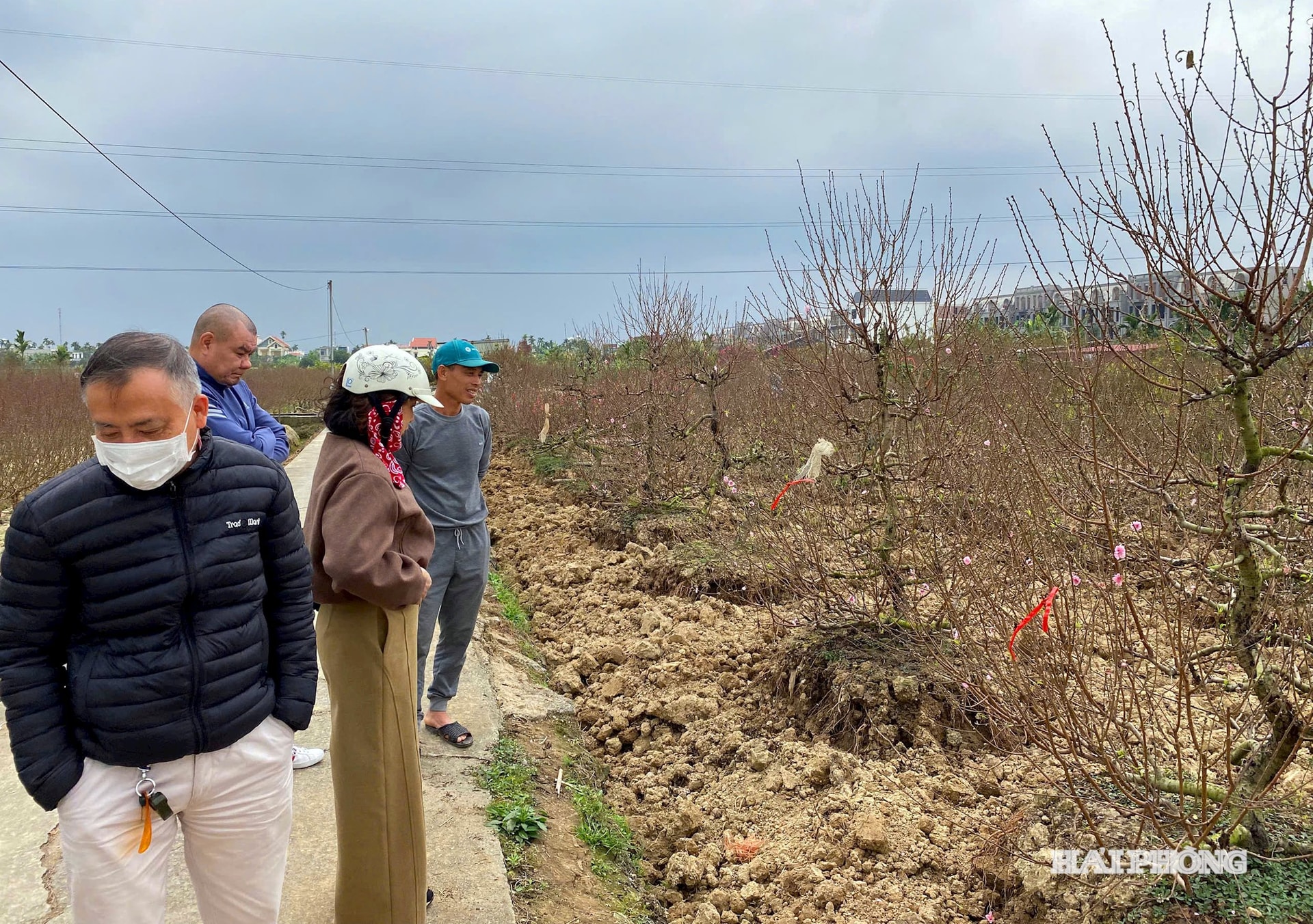 افراد زیادی برای انتخاب و سفارش شکوفه‌های هلوی اوایل فصل به باغ می‌آمدند.