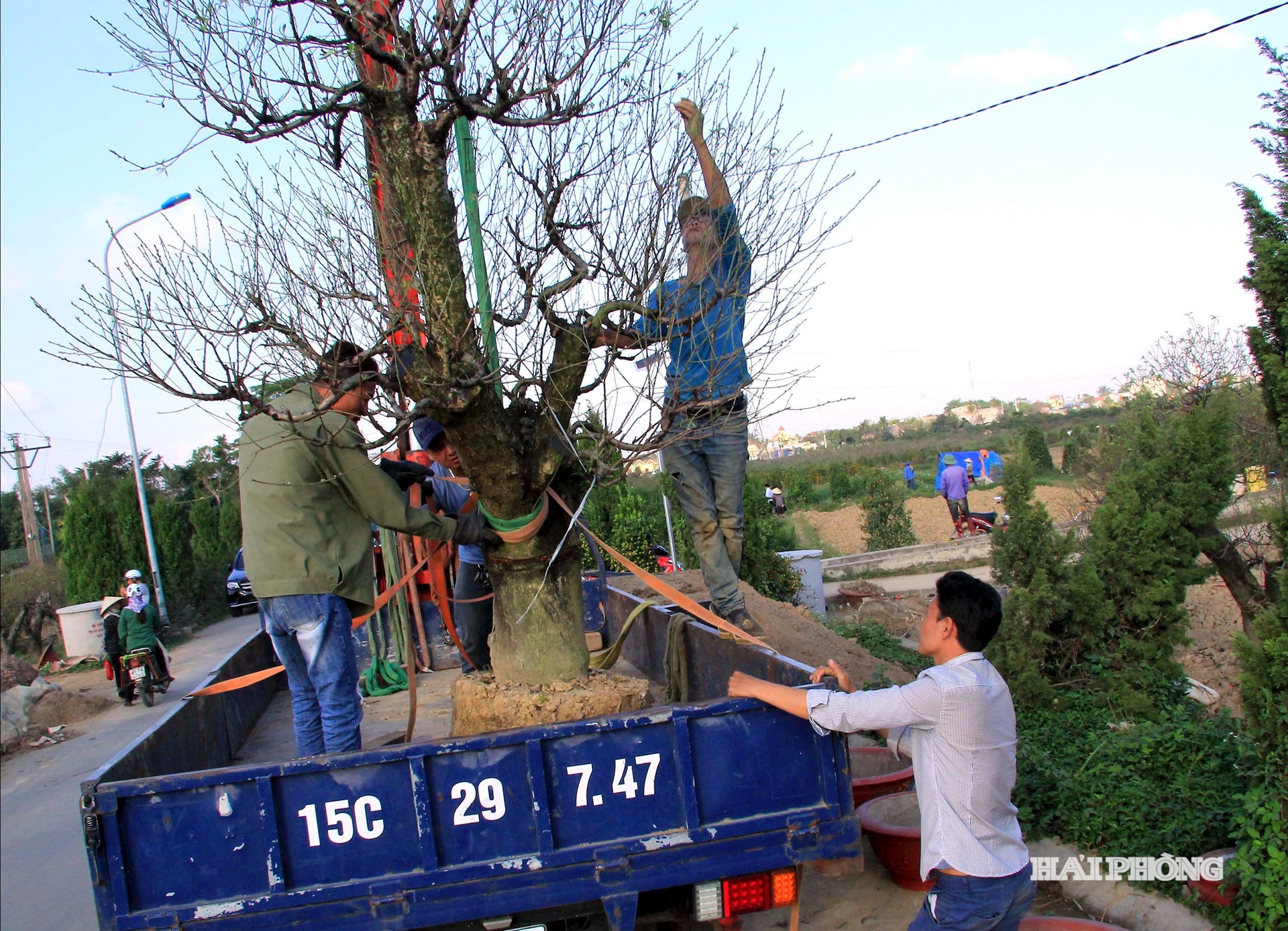 درختان هلوی باستانی باید از ریشه کنده شده و با استفاده از جرثقیل به مکان‌های اجاره‌ای خود منتقل می‌شدند.