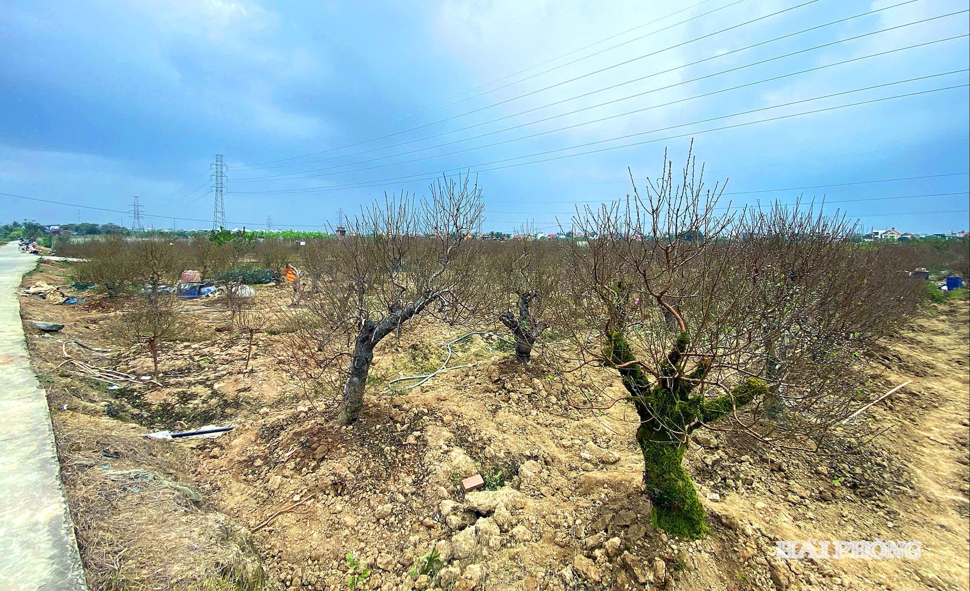 مردم بخش آن های، منطقه آن دونگ، مشغول مراقبت از درختان شکوفه هلو برای آماده شدن برای سال نو قمری هستند.