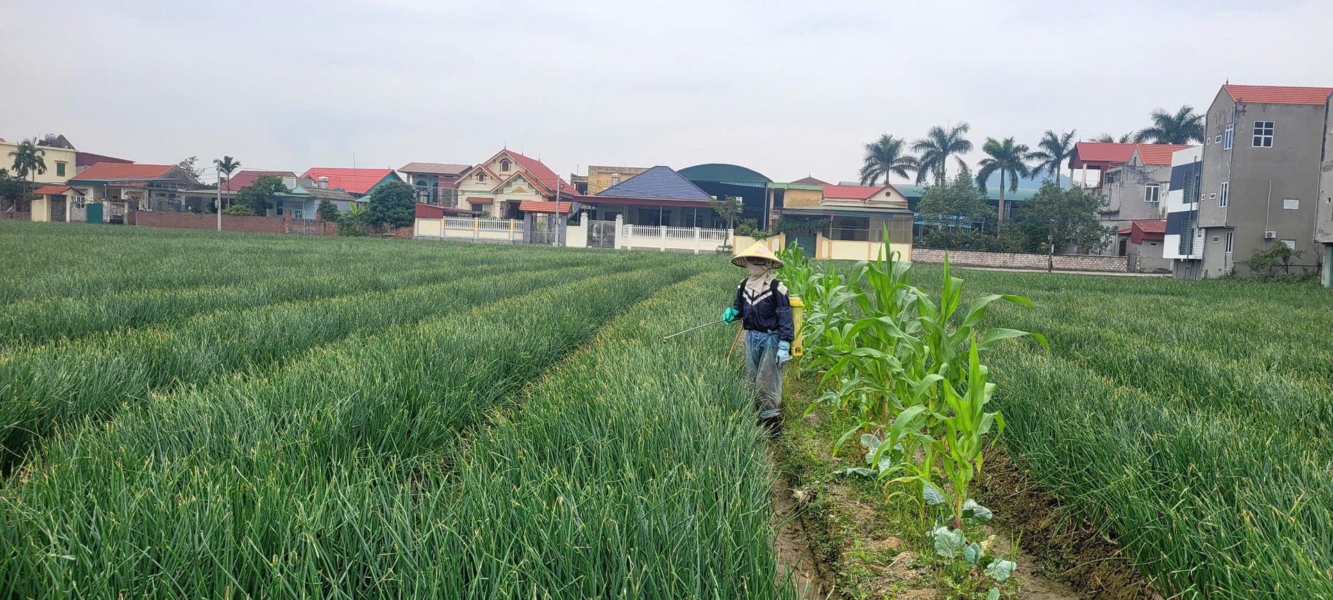 Nông dân của Hợp tác xã Dịch vụ nông nghiệp Hiệp Hòa (phường Trần Liễu) chăm sóc cây hành củ. Ảnh: VÂN NGA