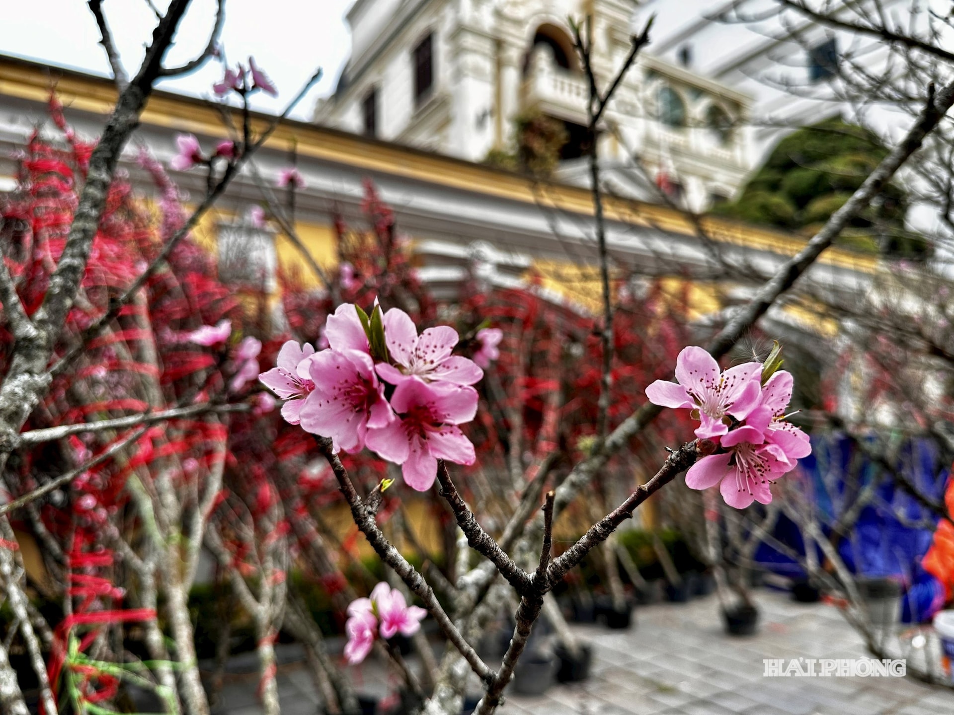 Festa di Primavera 3