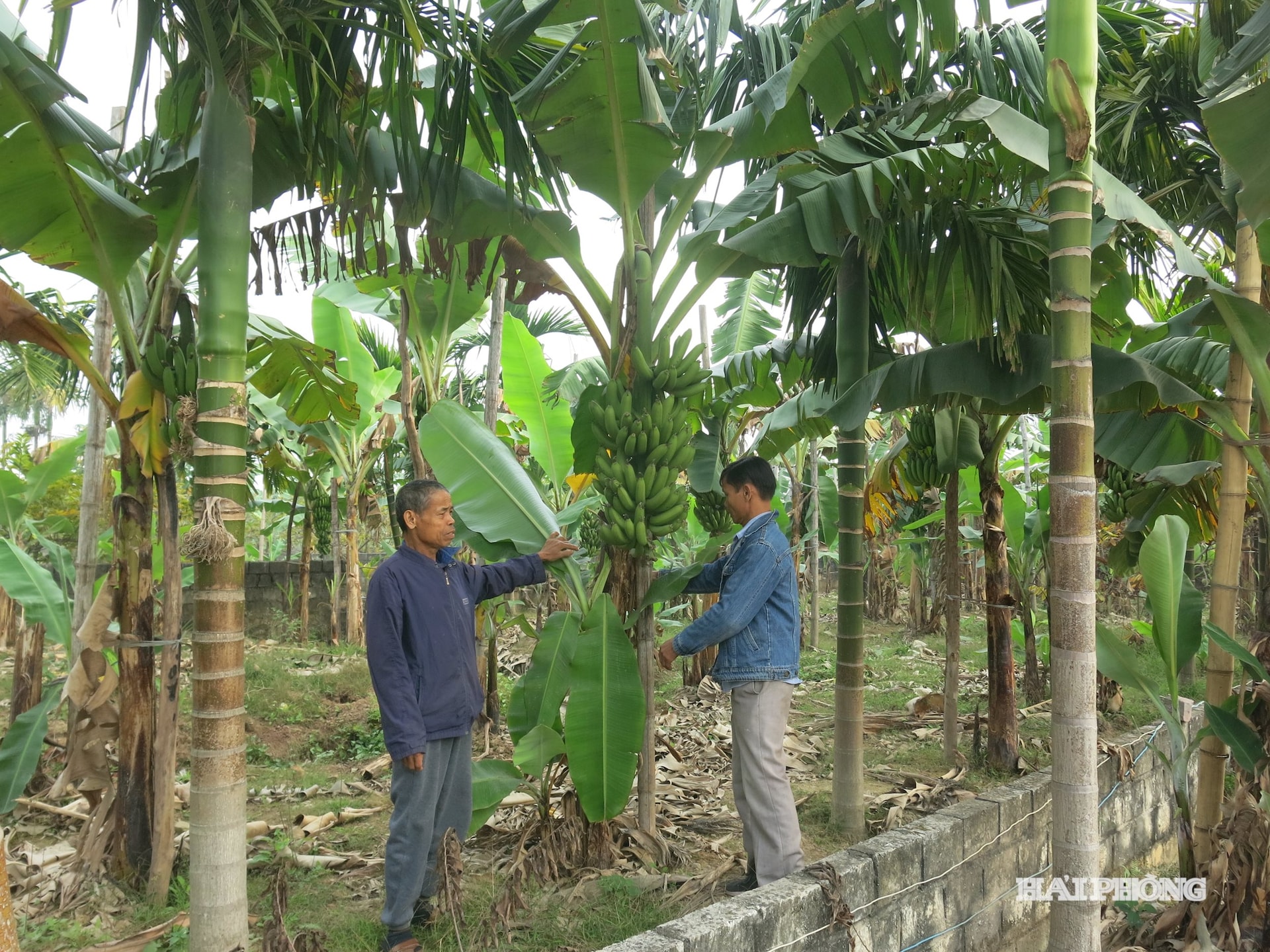 バナナ- テトラ- 1