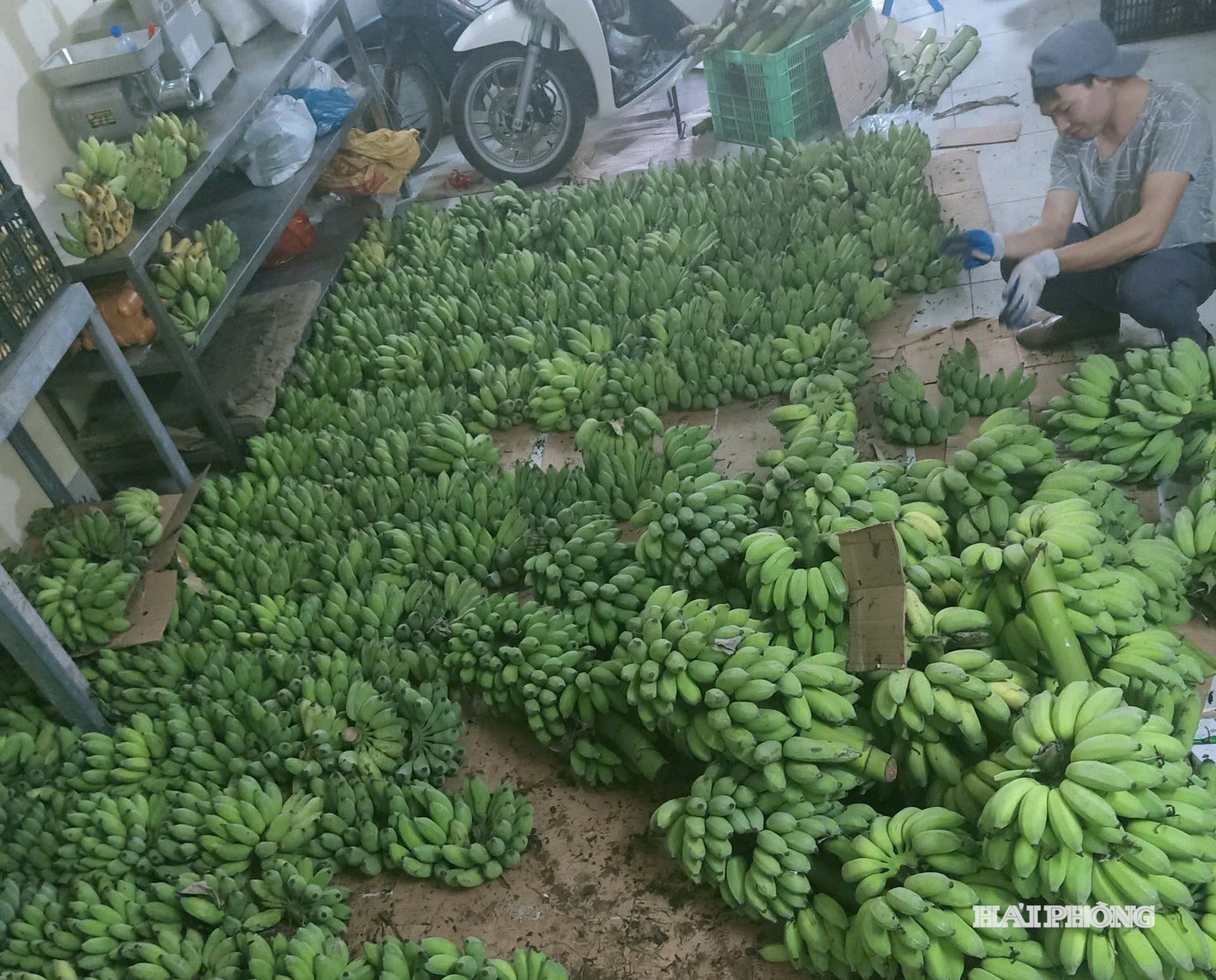 生後5日のテトバナナ