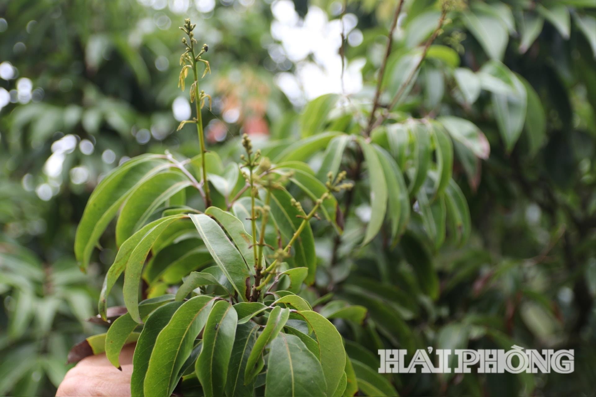 Některé oblasti látky