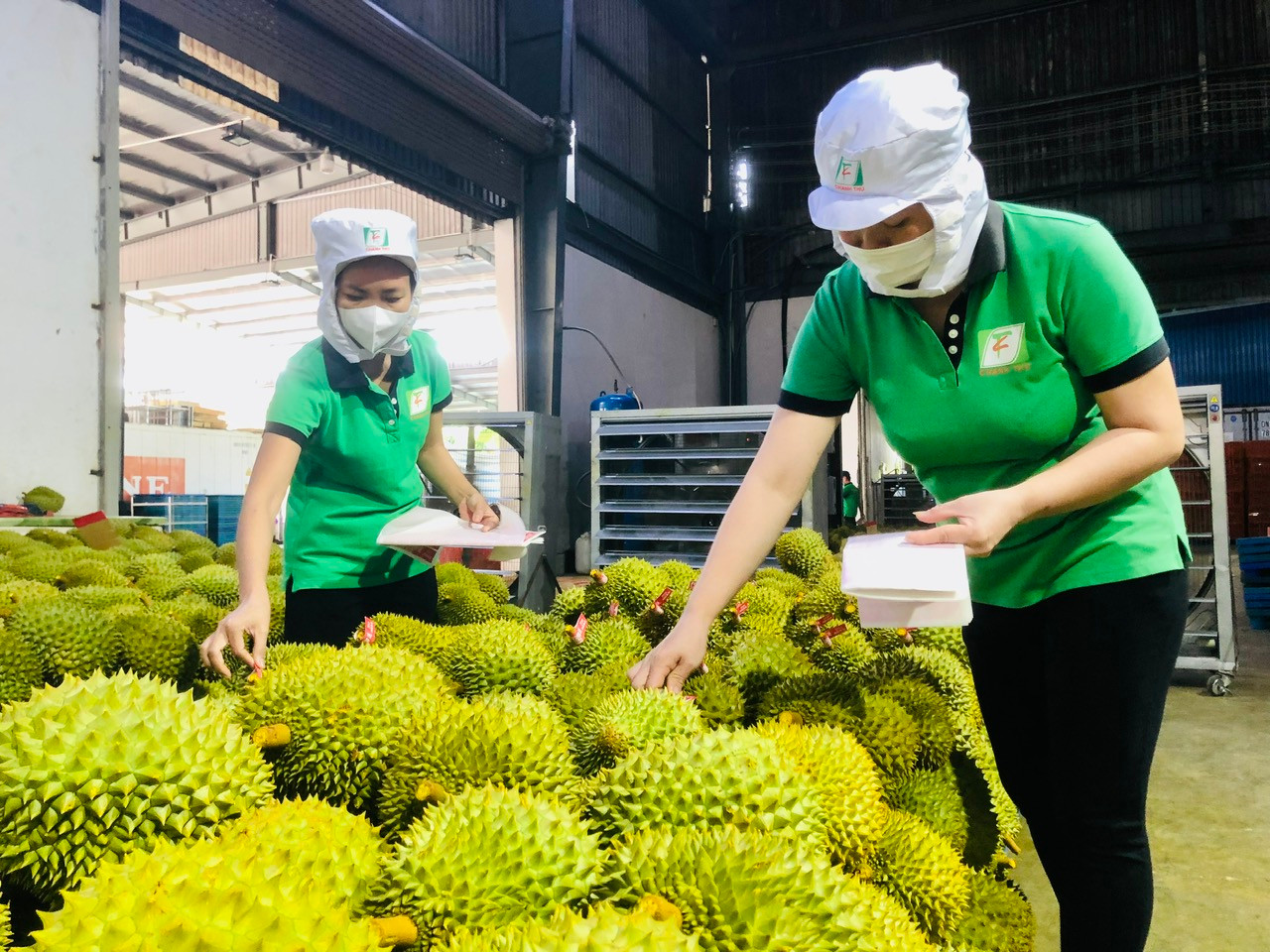 Mặt hàng sầu riêng đang là ngành có giá trị xuất khẩu cao giúp tăng giá trị ngành nông nghiệp. Ảnh: baotintuc.vn