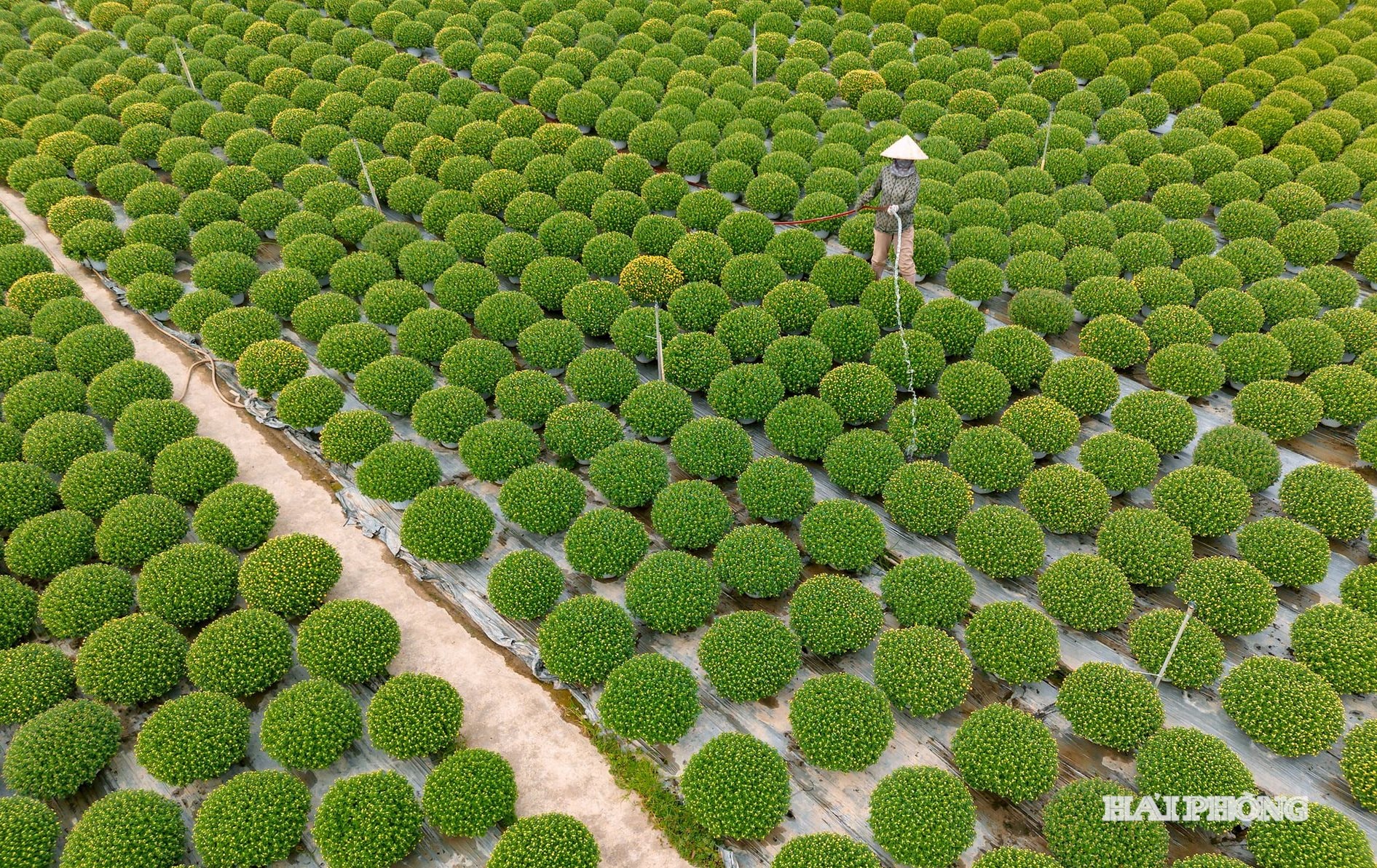cuc-tan-hung-10.jpg