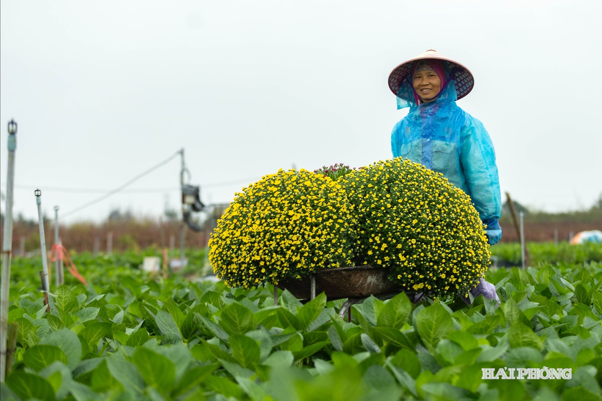 cuc-tan-hung-6.jpg