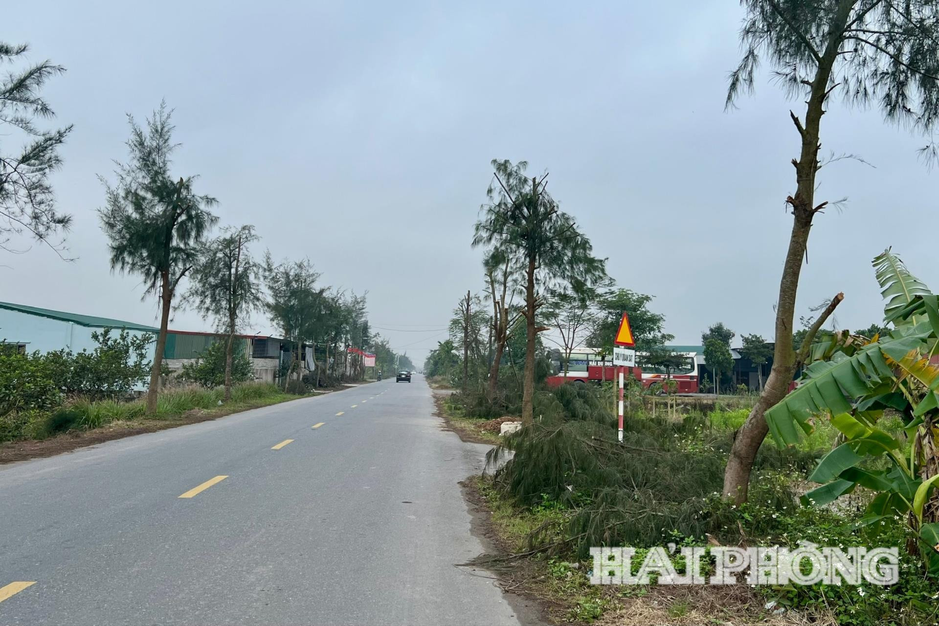 phat-quang-cay-xanh(1).jpg
