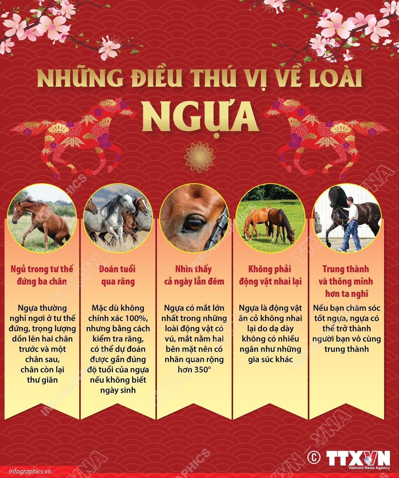 1702-linh-vat-ngua.jpg