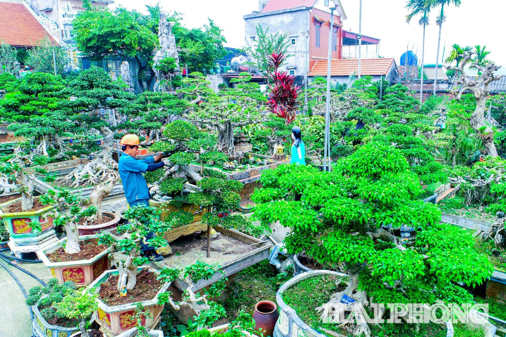 Cây cảnh được chăm sóc tỉ mì, cận thận, phù hợp với đặc tính và sinh trưởng của từng loại cây.