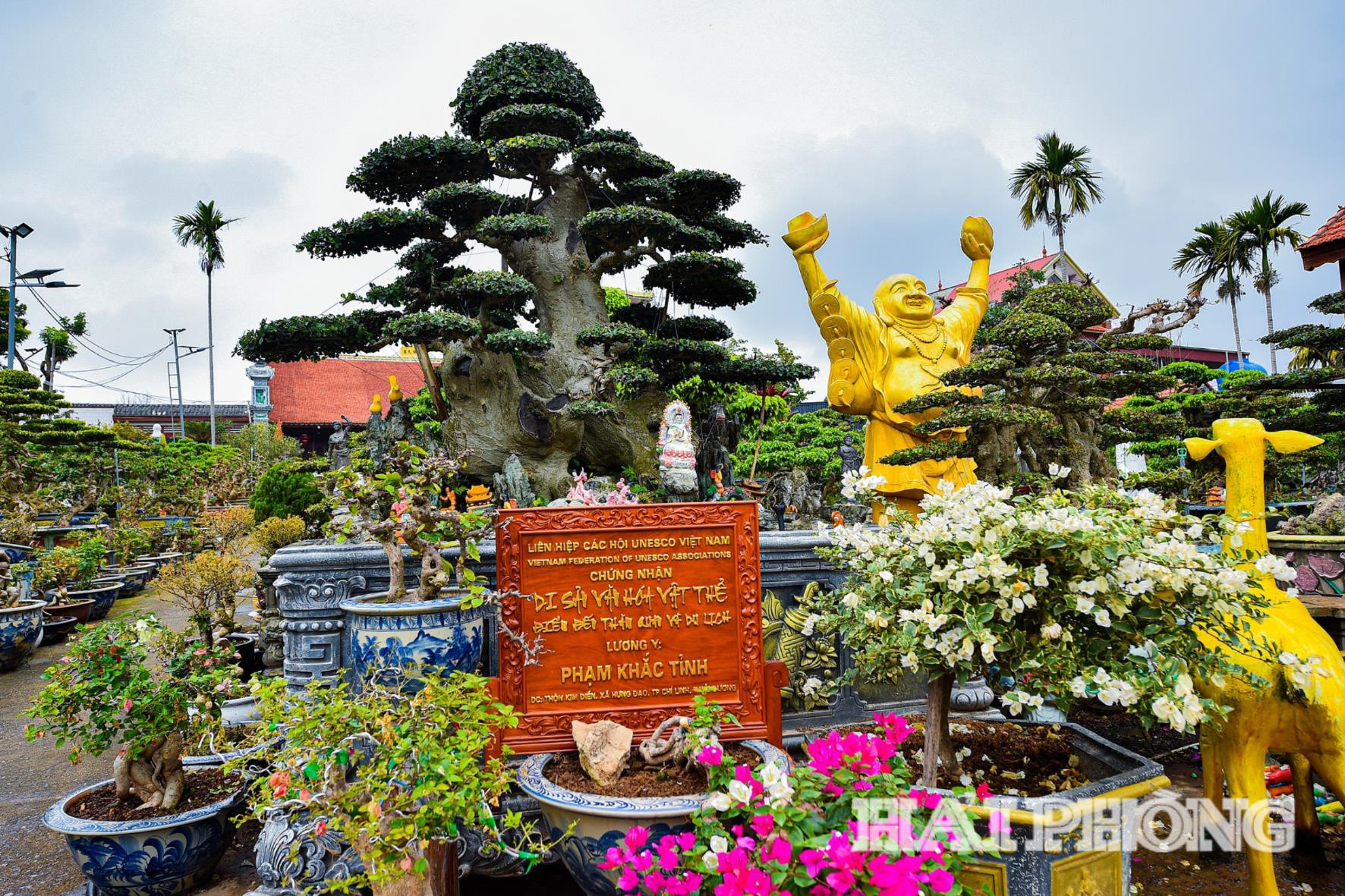 Vườn cây cảnh của ông Tỉnh đã được Liên hiệp các hội UNESCO Việt Nam chứng nhận là di sản văn hoá vật thể