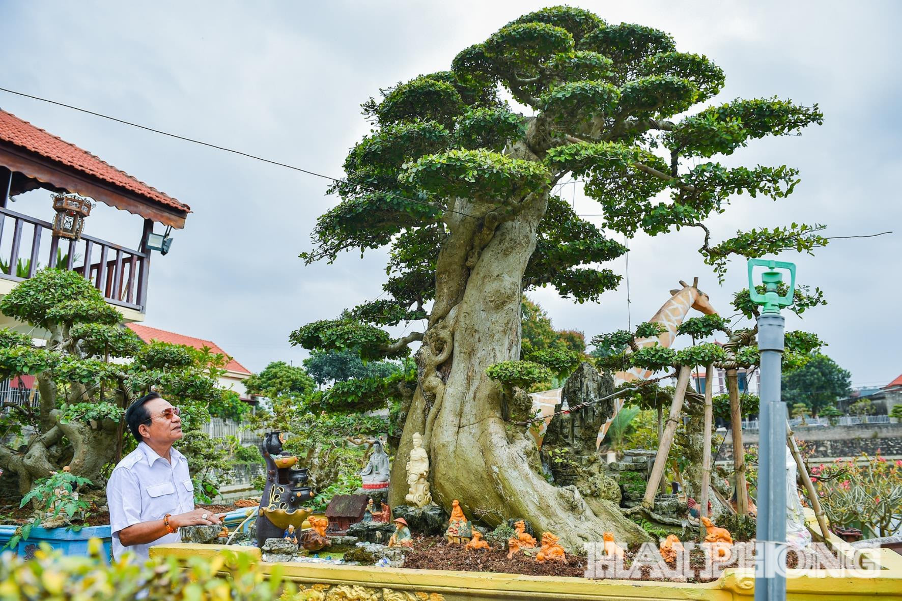 Nổi bật trong vườn cây cảnh của ông Tỉnh là hơn 100 cây duối cổ với nhiều dáng thế khác nhau.
