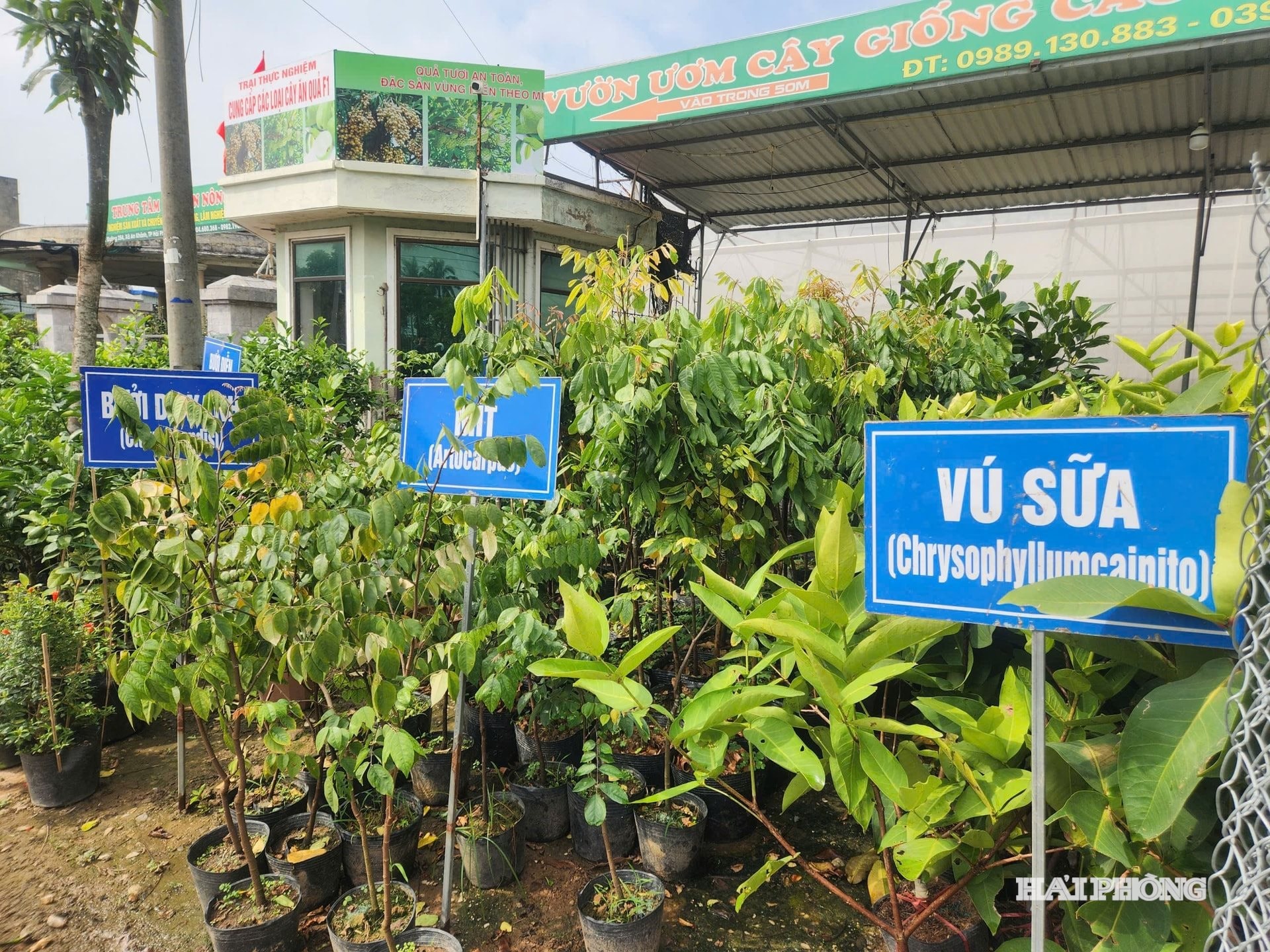 זרעי צמחים (1).jpg