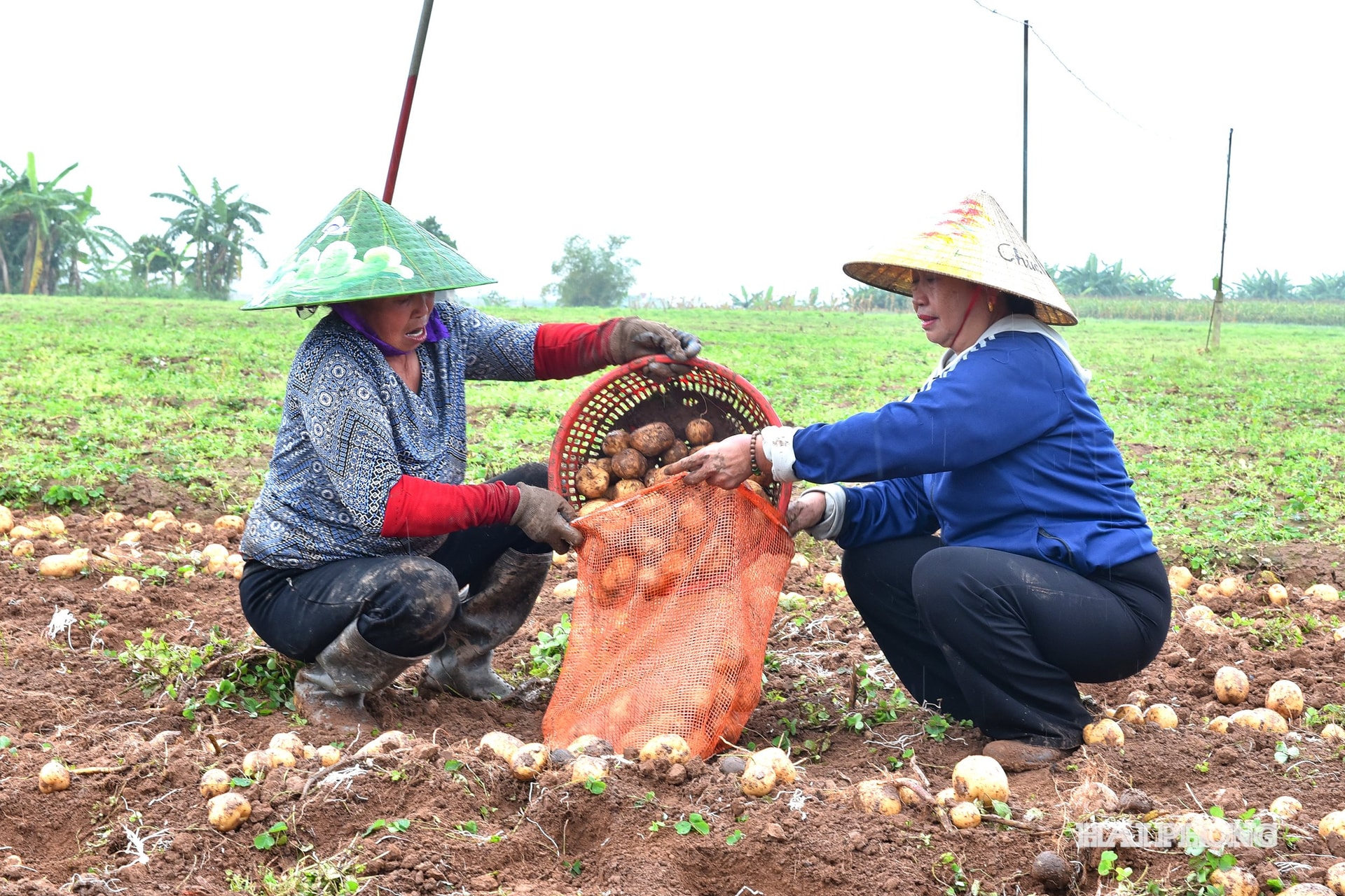 Patate Hong Chau5