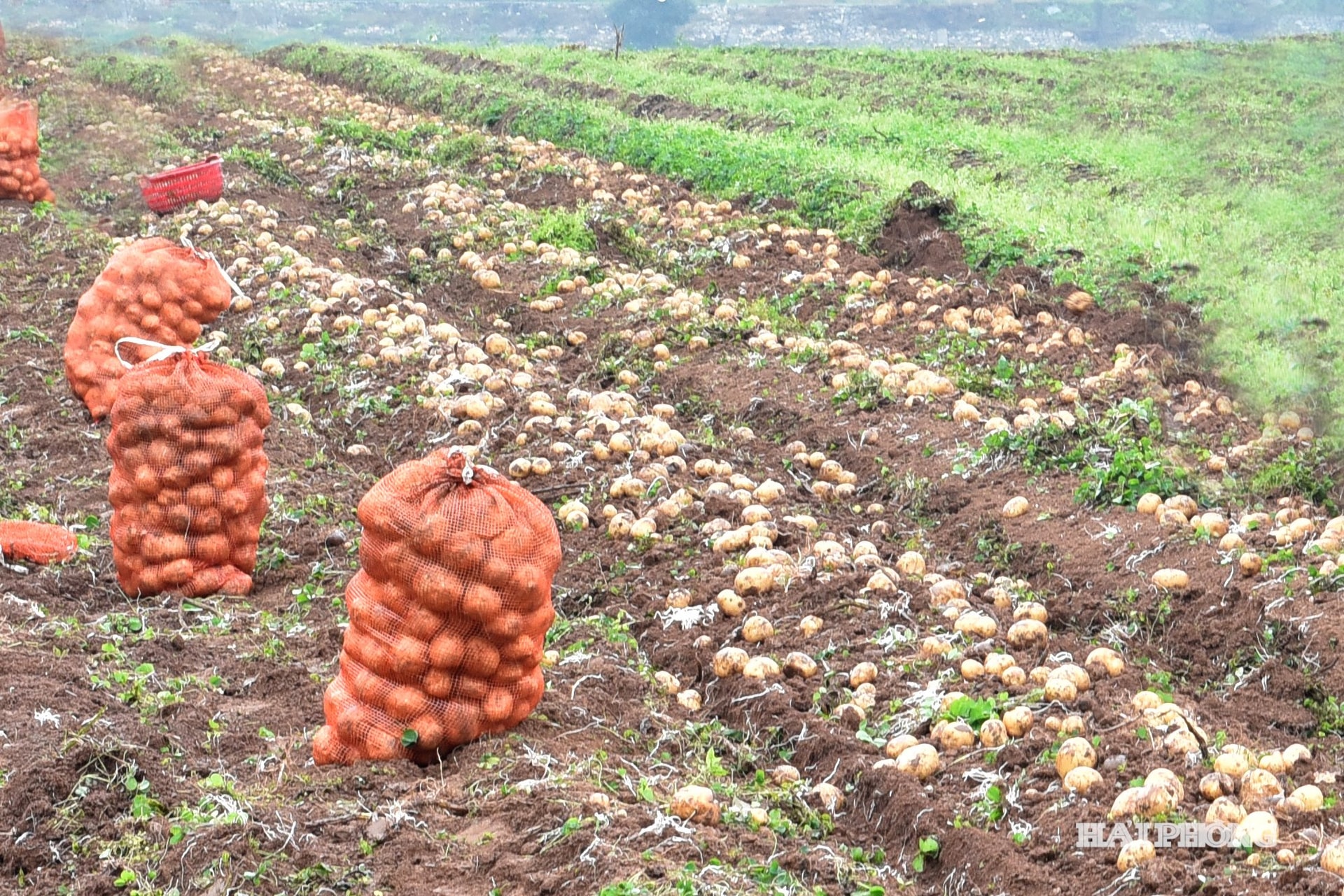 Patate Hong Chau6