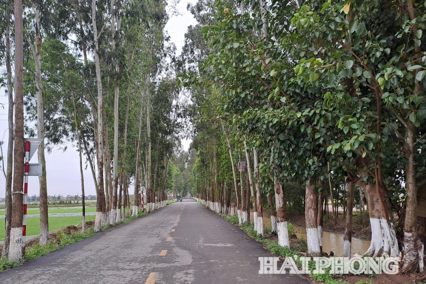 silnice lemovaná zelenými stromy (1).jpg