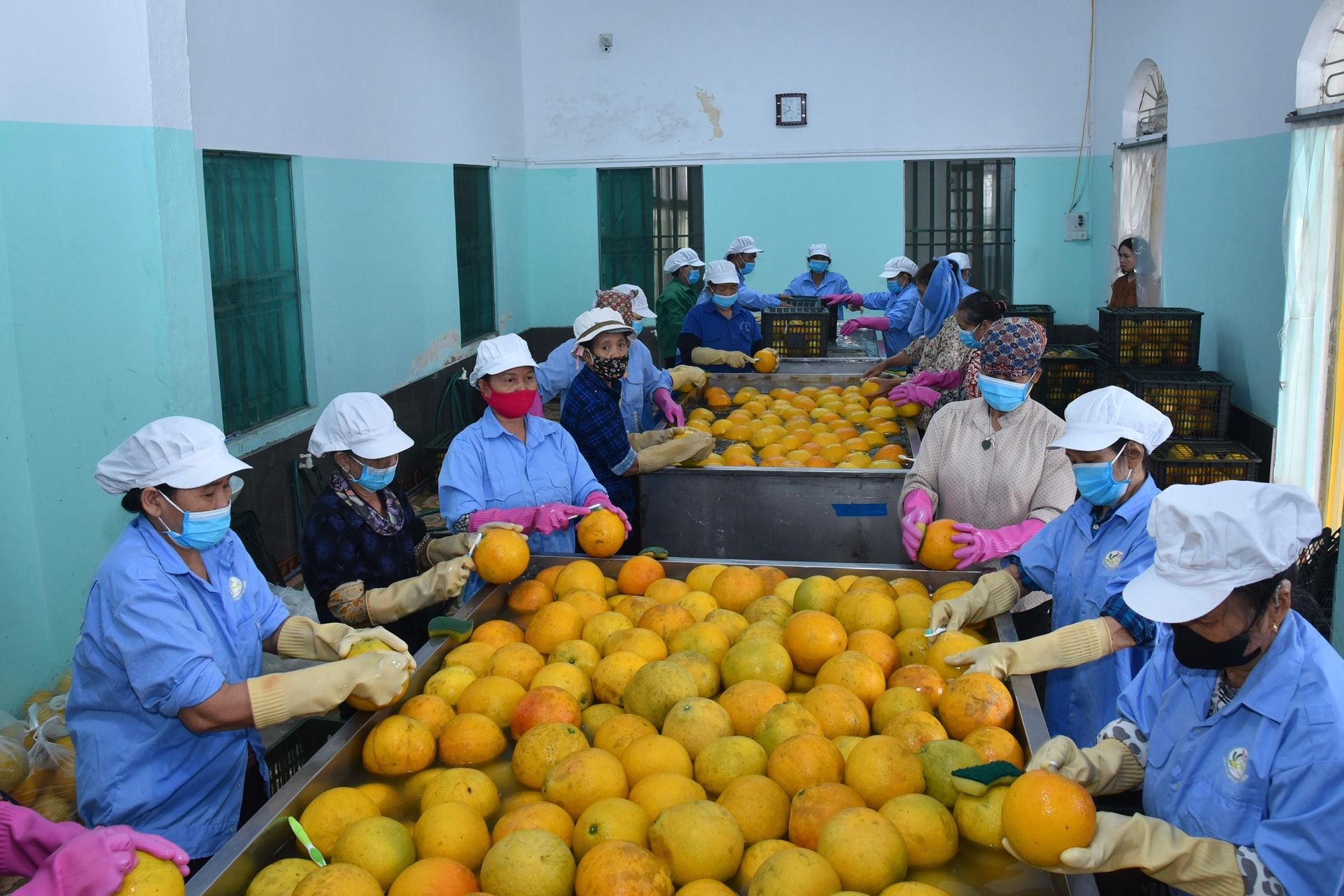 Ảnh trang 1: Các hợp tác xã giúp các thành viên, nhất là phụ nữ nông thôn có điều kiện liên kết sản xuất, nâng cao thu nhập. Ảnh: TRUNG KIÊN