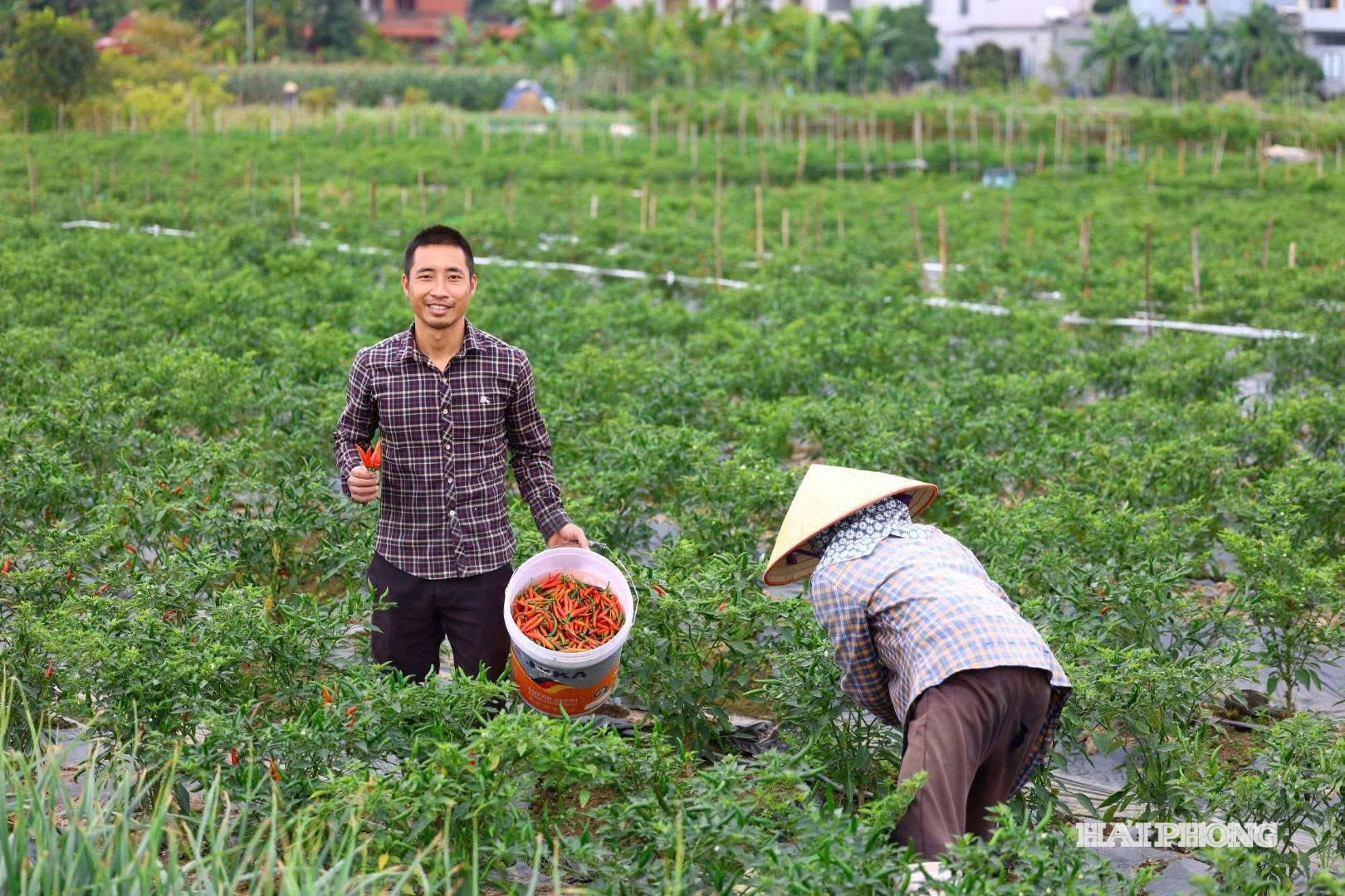 Mô hình tích tụ ruộng triển khai trồng ớt có liên kết tiêu thụ tại xã Kiến Hải.