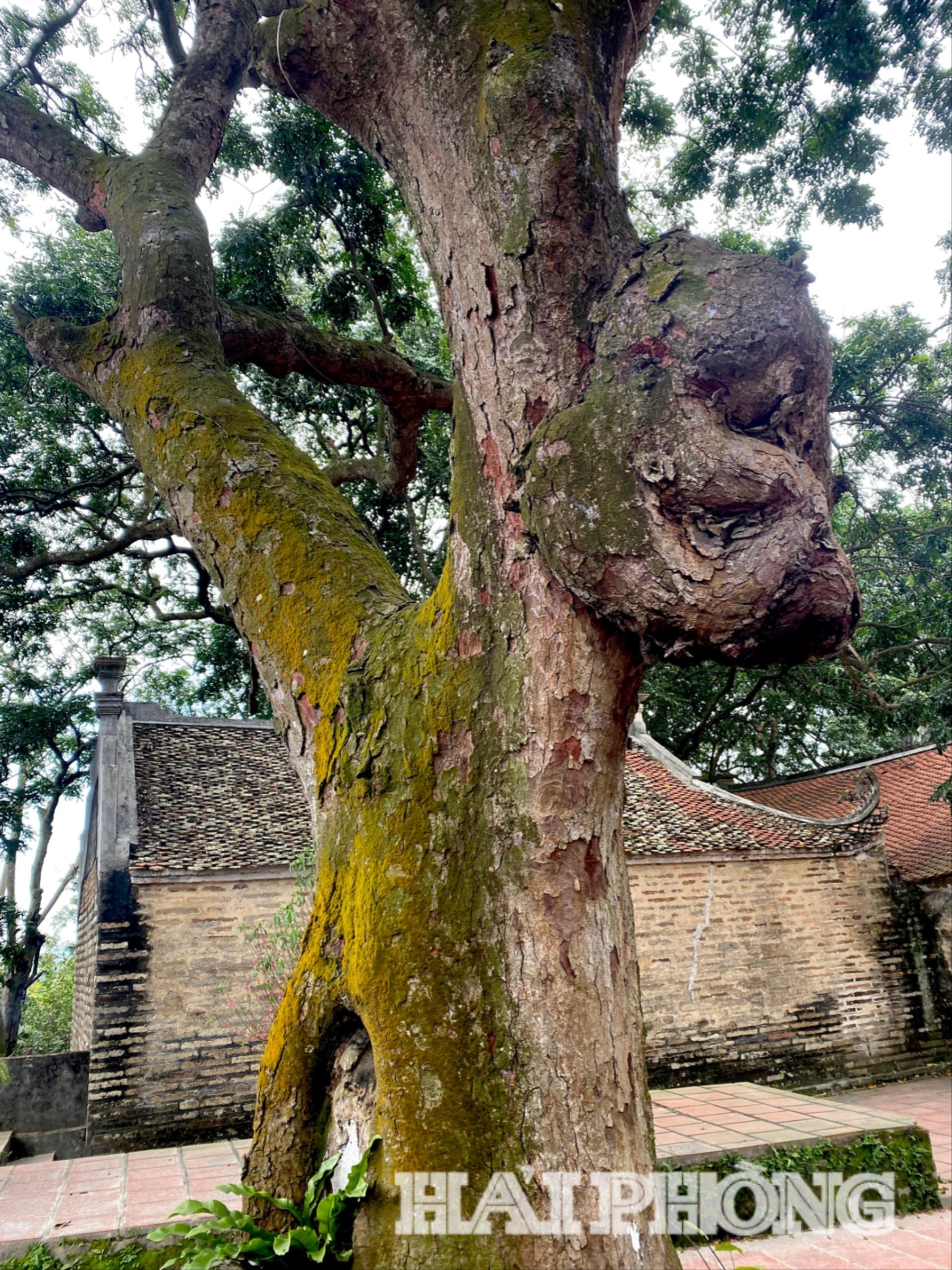 lim-den-cao1(1).jpg