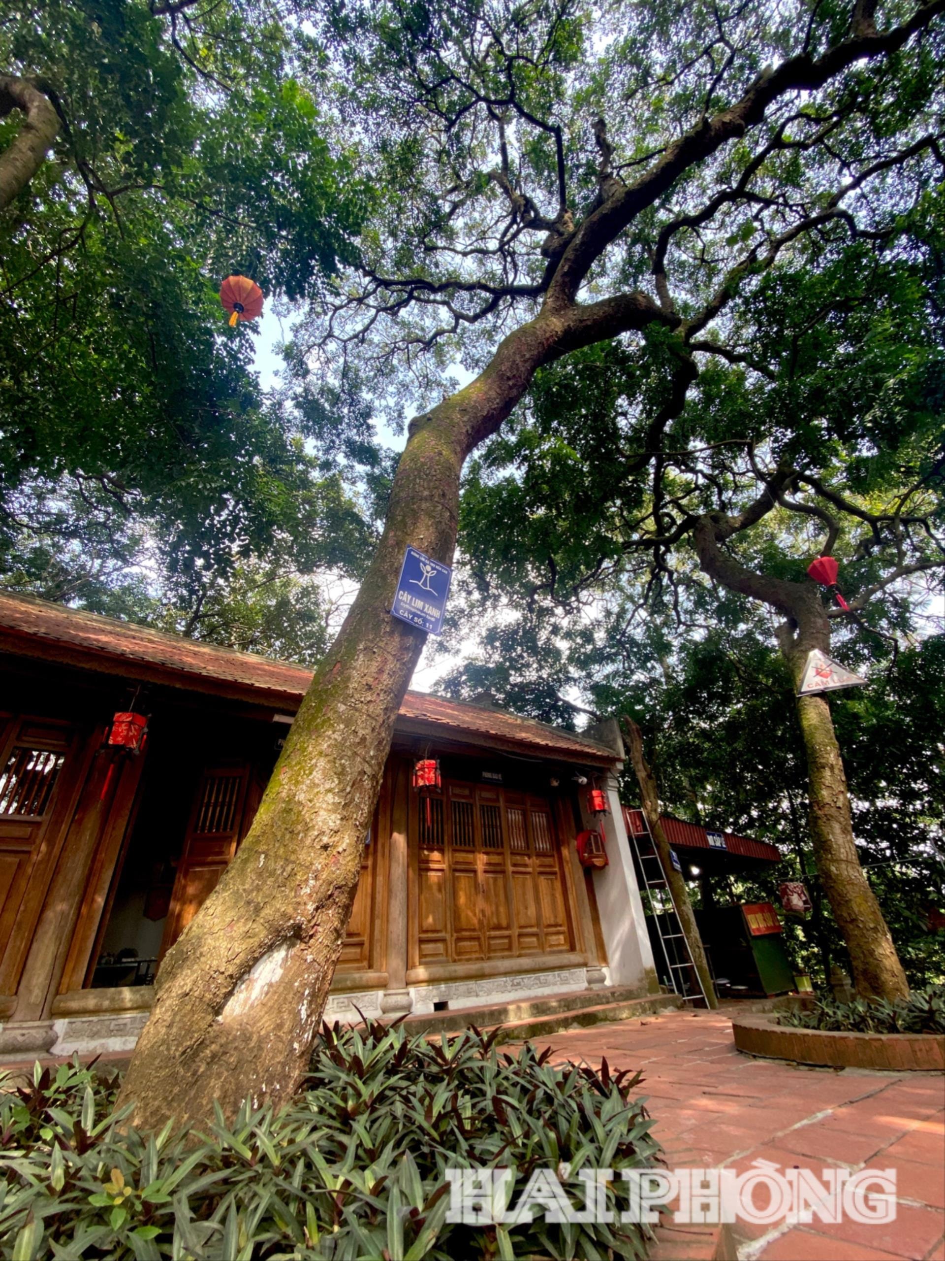 lim-den-cao2(1).jpg