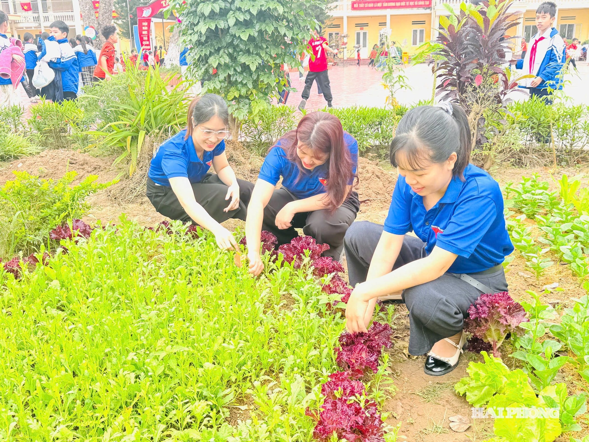 chu-nhat-xanh-2.jpg