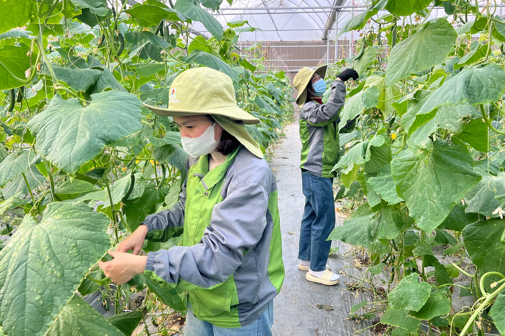 Trong ảnh: Công nhân HTX Hoàng Nam Phát (phường Thạch Khôi) thu hoạch dưa chuột được trồng theo mô hình trong nhà màng. Ảnh: Trung Kiên