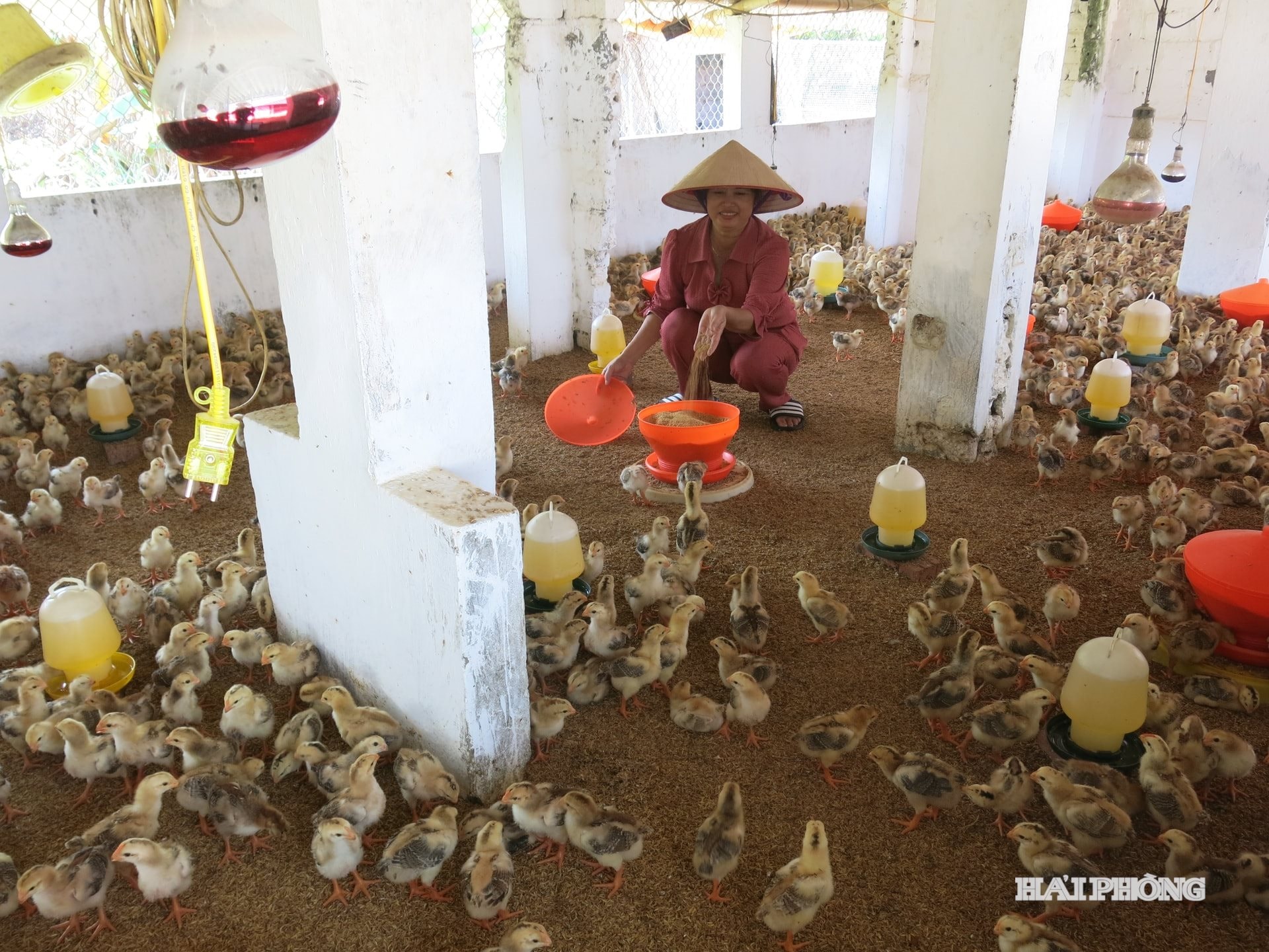 nuoi-ga-xa-quyet-thang.jpg
