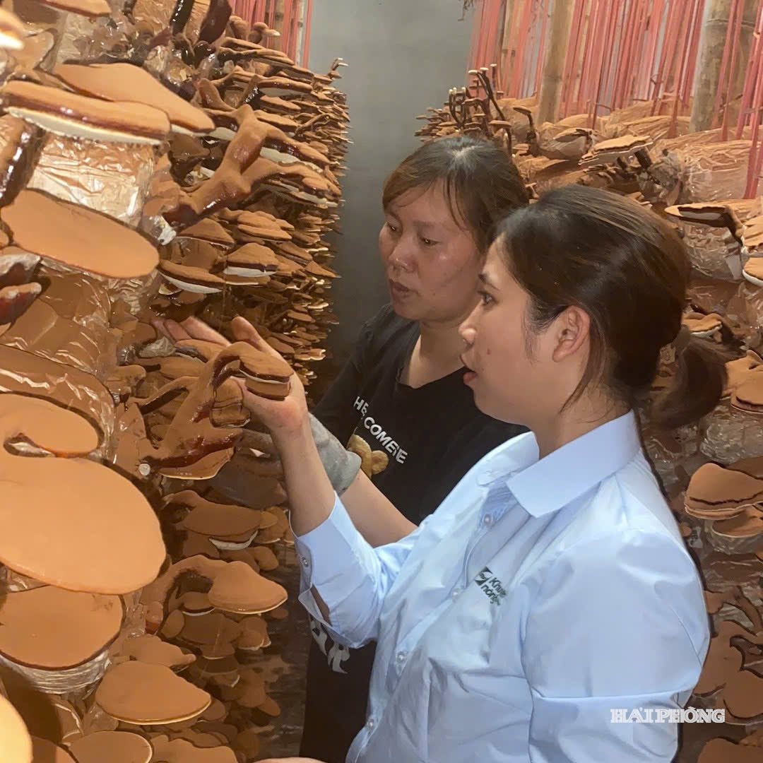 fungo reishi 3