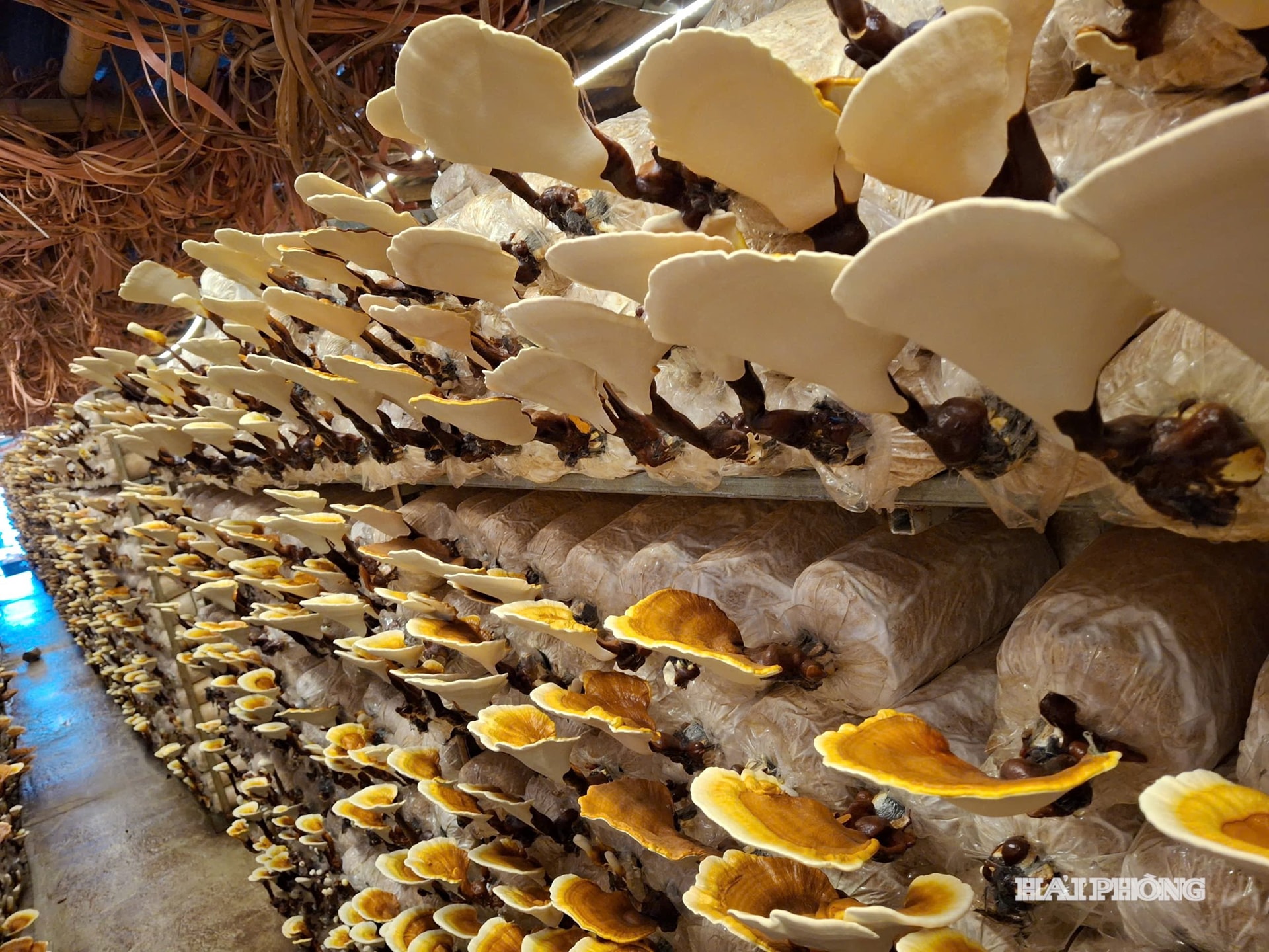 fungo reishi 5