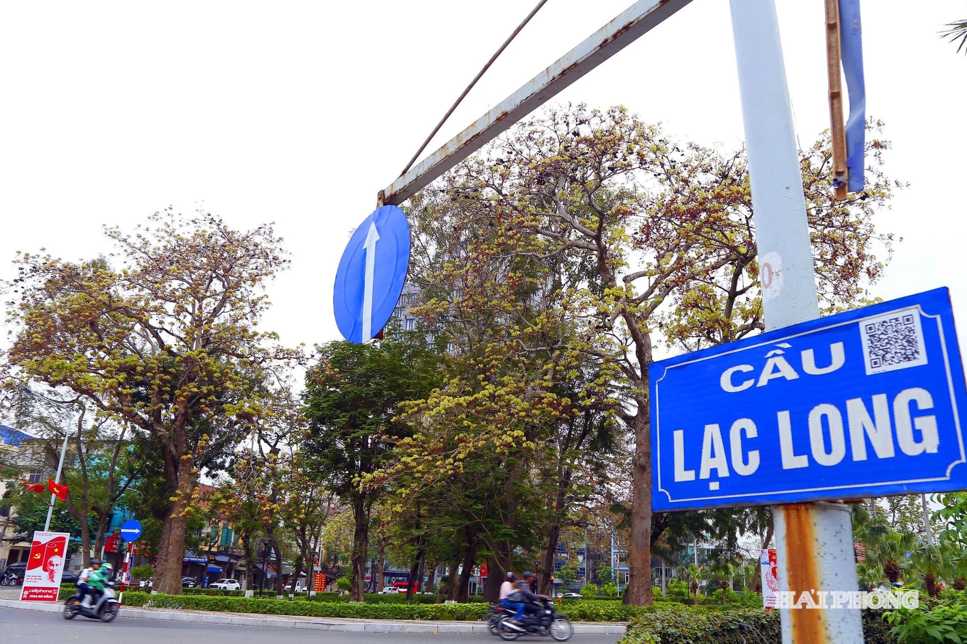 Khu vực vườn hoa chung quanh cầu Lạc Long hiện còn hơn 10 cây xà cừ Tây Ấn, tỏa bóng mát khu vực công viên.