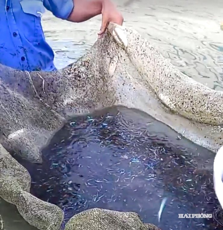 بچه ماهی‌ها (پس از بیرون آمدن از تخم) که در استخرهای بزرگ مزرعه پرورش می‌یابند، قبل از انتقال به مخازن پرورش تجاری در ساختمان مزرعه، دسته‌بندی می‌شوند.